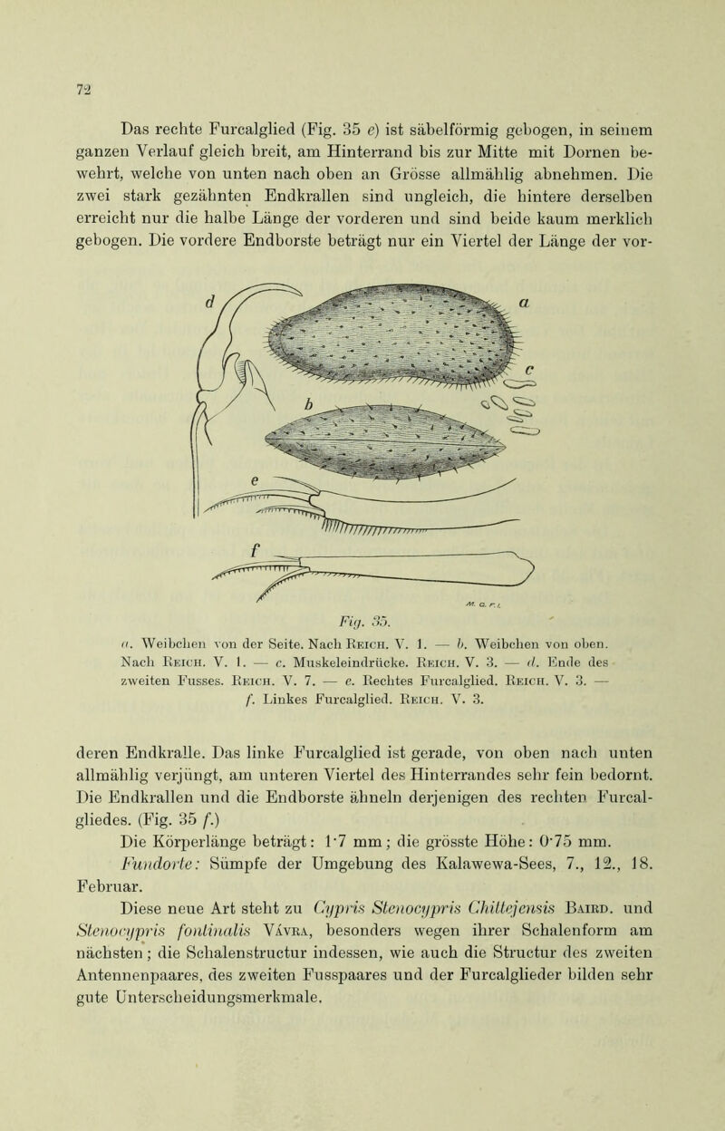 Das rechte Furcalglied (Fig. 35 e) ist säbelförmig gebogen, in seinem ganzen Verlauf gleich breit, am Hinterrand bis zur Mitte mit Dornen be- wehrt, welche von unten nach oben an Grösse allmählig abnehmen. Die zwei stark gezähnten Endkrallen sind ungleich, die hintere derselben erreicht nur die halbe Länge der vorderen und sind beide kaum merklich gebogen. Die vordere Endborste beträgt nur ein Viertel der Länge der vor- Fig. 35. (i. Weibchen von der Seite. Nach Reich. V. 1. — b. Weibchen von oben. Nach Reich. V. 1. — c. Muskeleindrücke. Reich. V. 3. — <L Ende des zweiten Fusses. Reich. V. 7. — c. Rechtes Furcalglied. Reich. V. 3. — f. Linkes Furcalglied. Reich. V. 3. deren Endkralle. Das linke Furcalglied ist gerade, von oben nach unten allmählig verjüngt, am unteren Viertel des Hinterrandes sehr fein bedornt. Die Endkrallen und die Endborste ähneln derjenigen des rechten Furcal- gliedes. (Fig. 35 f.) Die Körperlänge beträgt: L7 mm; die grösste Höhe: 075 mm. Fundorte: Sümpfe der Umgebung des Kalawewa-Sees, 7., 12., 18. Februar. Diese neue Art steht zu Cypris Stenocypris Chittejemis Baird. und Stenocypris fonlinalis Vävra, besonders wegen ihrer Schalenform am nächsten; die Schalenstructur indessen, wie auch die Structur des zweiten Antennenpaares, des zweiten Fusspaares und der Furcalglieder bilden sehr gute Unterscheidungsmerkmale.