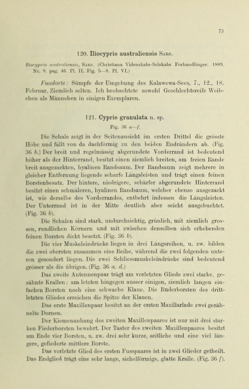 120. Iliocypris australiensis Bars. Ilioi ui>ns ivistrnlirnsis, Saks. (Clnistiana Yidenskabs-Selskabs Forhandlinger. 1889. Nr. 8. pag. 16. 1’1. II. Pig. 5—8. PI. VI.) Fundorte: Sümpfe der Umgebung des Kalawewa-Sees, 7., 12., 18. Februar. Ziemlich selten. Ich beobachtete sowohl Geschlechtsreife Weib- chen als Männchen in einigen Exemplaren. 121. Cypris granulata n. sp. Fig. 36 a—f. Die Schale zeigt in der Seitenansicht im ersten Drittel die grösste Hohe und fallt von da dachförmig zu den beiden Endrändern ab. (Fig. 36 b.) Der breit und regelmässig abgerundete Vorderrand ist bedeutend höher als der Hinterrand, besitzt einen ziemlich breiten, am freien Rande breit ausgezackten, hyalinen Randsaum. Der Randsaum zeigt mehrere in gleicher Entfernung liegende scharfe Längsleisten und trägt einen feinen Borstenbesatz. Der hintere, niedrigere, schärfer abgerundete Hinterrand besitzt einen schmäleren, hyalinen Randsaum, welcher ebenso ausgezackt ist, wie derselbe des Yorderrandes, entbehrt indessen die Längsleisten. Der Unterrand ist in der Mitte deutlich aber seicht ausgebuchtet. (Fig. 36 b). Die Schalen sind stark, undurchsichtig, grünlich, mit ziemlich gros- sen, rundlichen Körnern und mit zwischen denselben sich erhebenden feinen Borsten dicht besetzt. (Fig. 36 b). Die vier Muskeleindrücke liegen in drei Längsreihen, u. zw. bilden die zwei obersten zusammen eine Reihe, während die zwei folgenden unte- ren gesondert liegen. Die zwei Schliessmuskeleindnicke sind bedeutend grösser als die übrigen. (Fig. 36 a. d.) Das zweite Antennenpaar trägt am vorletzten Gliede zwei starke, ge- zahnte Krallen: am-letzten hingegen ausser einigen, ziemlich langen ein- fachen Borsten noch eine schwache Klaue. Die Ruderborsten des dritt- letzten Gliedes erreichen die Spitze der Klauen. Das erste Maxillenpaar besitzt an der ersten Maxillarlade zwei gezäh- nelte Dornen. Der Kiemenanhang des zweiten Maxillenpaares ist nur mit drei star- ken Fiederborsten bewehrt. Der Taster des zweiten Maxillenpaares besitzt am Ende vier Borsten, u. zw. drei sehr kurze, seitliche und eine viel län- gere, gefiederte mittlere Borste. Das vorletzte Glied des ersten Fusspaares ist in zwei Glieder getheilt. Das Endglied tragt eine sehr lange, sichelförmige, glatte Kralle. (Fig. 36 f).