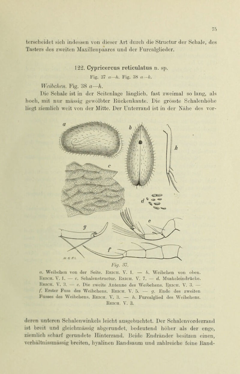 terscheidet sich indessen von dieser Art durch die Structur der Schale, des Tasters des zweiten Maxillenpaares und der Furcalglieder. 12:2. Cypricercus reticulatus n. sp. Fig. 37 a—h. Fig. 38 n—k. Weibchen. Fig. RS a—h. 1 >ie Schale ist in der Seitenlage länglich, fast zweimal so lang, als hoch, mit nur massig gewölbter Rückenkante. Die grösste Schalenhöhe liegt ziemlich weit von der Mitte. Der Unterrand ist in der Nähe des vor- Fig. 37. ii. Weibchen von der Seite. Reich. V. 1. — b. Weibchen von oben. Itkich. I. — c. Schalenstructur. Reich. V. 7. — d. Muskeleindrücke. Reich. V. 3. — c. Die zweite Antenne des Weibchens. Reich. V. 3. — f. Erster Fass des Weibchens. Reich. V. 5. — g. Ende des zweiten busses des Weibchens. Reich. V. 3. — h. Furcalglied des Weibchens. Reich. V. 3. deren unteren Schalenwinkels leicht ausgebuchtet. Der Schalenvorderrand ist hreit und gleichmässig abgerundet, bedeutend höher als der enge, ziemlich scharf gerundete Hinterrand. Beide Endränder besitzen einen, verhaltnissmässig breiten, hyalinen Randsaum und zahlreiche feine Rand-