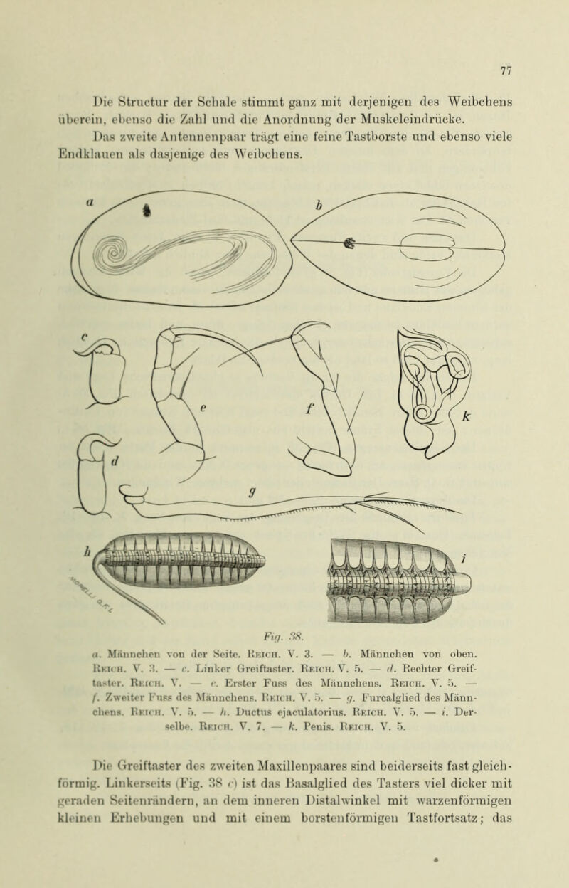 Die Structur der Schale stimmt ganz mit derjenigen des Weibchens überein, ebenso die Zahl und die Anordnung der Muskeleindrücke. Das zweite Antennenpaar trägt eine feine Tasthorste und ebenso viele Endklauen als dasjenige des Weibchens. Firj. ii. Männchen von der Seite. Reich. V. 3. — l>. Miinnchen von oben. Reich. V. 3. — <\ Linker Greiftaster. Reich. V. 5. — il. Rechter Greif- taster. Reich. V. — r. Erster Fuss des Männchens. Reich. V. 5. — f. Zweiter Fuss des Männchens. Reich. V. 5. — 7. Furcalglied des Männ- chens. Reich. V. 5. — h. Ductus ejaculatorius. Reich. V. 5. — i. Der- selbe. Reich. V. 7. — k. Penis. Reich. V. 5. Dii' (ireiftaster des zweiten Maxillenpaares sind beiderseits fast gleich- förmig. Linkerseits (Fig. 38 r) ist das Dasalglied des Tasters viel dicker mit geraden Seitenriindern, an dem inneren Distalwinkel mit warzenförmigen kleinen Erhebungen und mit einem borstenförmigen Tastfortsatz; das