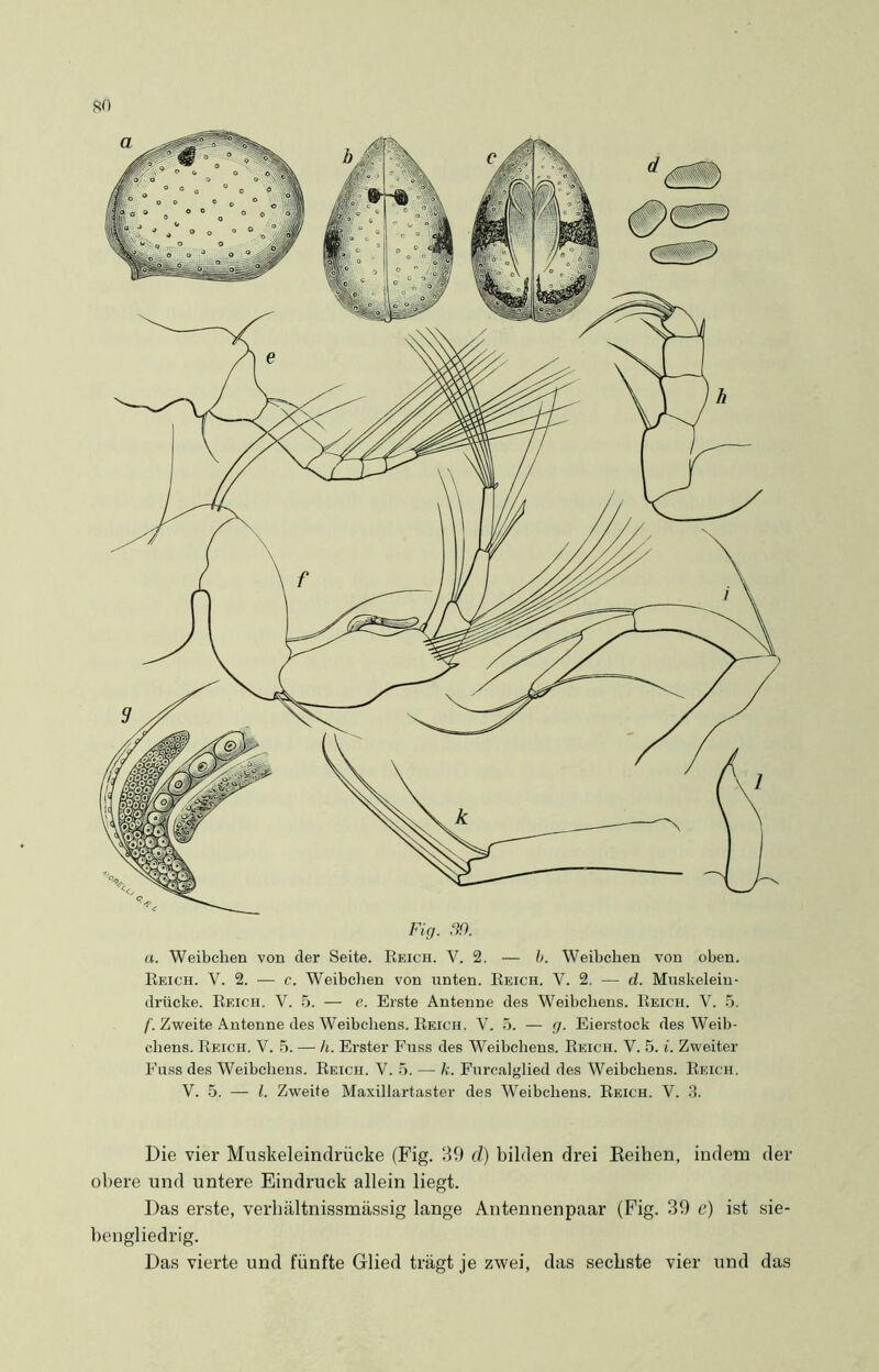 so Fig. 39. a. Weibchen von der Seite. Reich. Y. 2. — b. Weibchen von oben. Reich. V. 2. — c. Weibchen von unten. Reich. V. 2. — d. Muskelein- drücke. Reich. V. 5. — e. Erste Antenne des Weibchens. Reich. Y. 5. f. Zweite Antenne des Weibchens. Reich. V. 5. — g. Eierstock des Weib- chens. Reich. V. 5. — h. Erster Fuss des Weibchens. Reich. V. 5. i. Zweiter Fuss des Weibchens. Reich. V. 5. — k. Fnrcalglied des Weibchens. Reich. V. 5. — l. Zweite Maxillartaster des Weibchens. Reich. V. 3. Die vier Muskeleindrücke (Fig. 39 d) bilden drei Reihen, indem der obere und untere Eindruck allein liegt. Das erste, verhältnissmässig lange Antennenpaar (Fig. 39 e) ist sie- bengliedrig. Das vierte und fünfte Glied trägt je zwei, das sechste vier und das