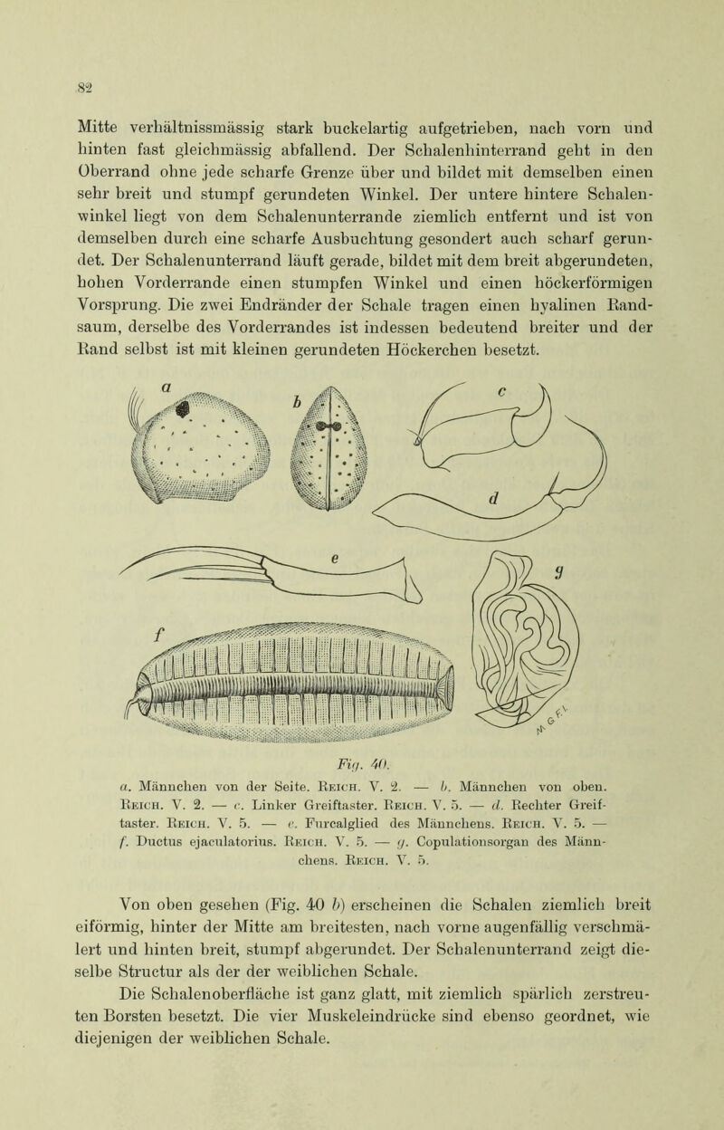Mitte verliältnissmässig stark buckelartig aufgetrieben, nach vorn und hinten fast gleichmässig abfallend. Der Schalenhinterrand gebt in den Überrand ohne jede scharfe Grenze über und bildet mit demselben einen sehr breit und stumpf gerundeten Winkel. Der untere hintere Schalen- winkel liegt von dem Schalenunterrande ziemlich entfernt und ist von demselben durch eine scharfe Ausbuchtung gesondert auch scharf gerun- det. Der Schalenunterrand läuft gerade, bildet mit dem breit abgerundeten, hohen Vorderrande einen stumpfen Winkel und einen höckerförmigen Vorsprung. Die zwei Endränder der Schale tragen einen hyalinen Band- saum, derselbe des Vorderrandes ist indessen bedeutend breiter und der Band selbst ist mit kleinen gerundeten Höckerchen besetzt. a. Männchen von der Weite. Reich. V. 2. — b. Männchen von oben. Reich. V. 2. — c. Linker Greiftaster. Reich. V. 5. — il. Rechter Greif- taster. Reich. V. 5. — Fnrcalglied des Männchens. Reich. V. 5. — f. Ductus ejaculatorius. Reich. V. 5. — <J. Copulationsorgan des Männ- chens. Reich. Y. 5. Von oben gesehen (Fig. 40 b) erscheinen die Schalen ziemlich breit eiförmig, hinter der Mitte am breitesten, nach vorne augenfällig verschmä- lert und hinten breit, stumpf abgerundet. Der Schalenunterrand zeigt die- selbe Structur als der der weiblichen Schale. Die Schalenoberfläche ist ganz glatt, mit ziemlich spärlich zerstreu- ten Borsten besetzt. Die vier Muskeleindrücke sind ebenso geordnet, wie diejenigen der weiblichen Schale.