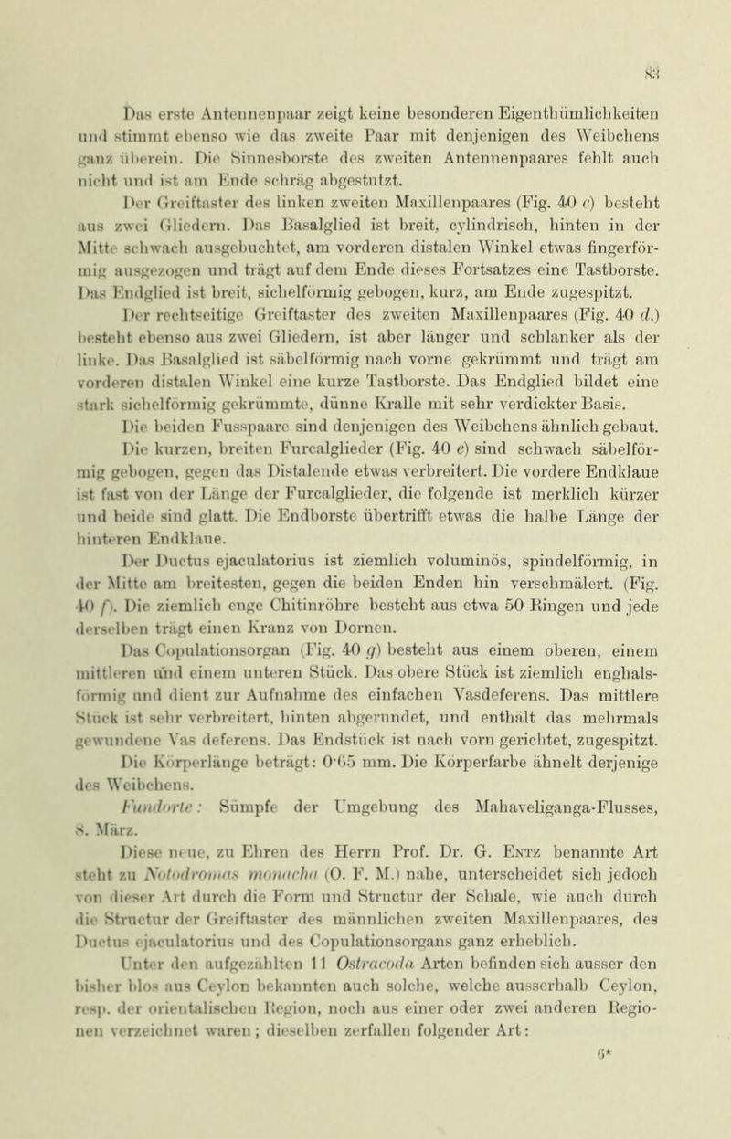 ä:-i Das erste Antennenpaar zeigt keine besonderen Eigentümlichkeiten und stimmt ebenso wie das zweite Paar mit denjenigen des Weibchens ganz überein. Die Sinnesborste des zweiten Antennenpaares fehlt auch nicht und ist am Ende schräg abgestutzt. Der Greiftaster des linken zweiten Äraxilienpaares (Fig. 40 e) besteht aus zwei Gliedern. Das Basalglied ist breit, cylindrisch, hinten in der Mitte schwach ausgebuchtet, am vorderen distalen Winkel etwas fingerför- mig ausgezogen und trägt auf dem Ende dieses Fortsatzes eine Tasthorste. Das Endglied ist breit, sichelförmig gebogen, kurz, am Ende zugespitzt. Der rechtseitige Greiftaster des zweiten Maxillenpaares (Fig. 40 d.) besteht ebenso aus zwei Gliedern, ist aber länger und schlanker als der linkt . Das Basalglied ist säbelförmig nach vorne gekrümmt und trägt am vorderen distalen Winkel eine kurze Tastborste. Das Endglied bildet eine stark sichelförmig gekrümmte, dünne Kralle mit sehr verdickter Basis. Die beiden Fusspaare sind denjenigen des Weibchens ähnlich gebaut. Die kurzen, breiten Furealglieder (Fig. 40 e) sind schwach säbelför- mig gebogen, gegen das Distalende etwas verbreitert. Die vordere Endklaue ist fast von der Länge der Furealglieder, die folgende ist merklich kürzer und heidi' sind glatt. Die Endborste übertrifft etwas die halbe Länge der hinteren Emlklaue. Der Ductus ejaculatorius ist ziemlich voluminös, spindelförmig, in der Mitte am breitesten, gegen die beiden Enden hin verschmälert. (Fig. 40 f\. Die ziemlich enge Chitinröhre besteht aus etwa 50 Fängen und jede derselben trägt einen Kranz von Dornen. Das Copulationsorgan (Fig. 40 q) besteht aus einem oberen, einem mittleren und einem unteren Stück. Das obere Stück ist ziemlich enghals- formig und dient zur Aufnahme des einfachen Yasdeferens. Das mittlere Stiiek ist sehr verbreitert, hinten abgerundet, und enthält das mehrmals gewundene Vas deferens. Das Endstück ist nach vorn gerichtet, zugespitzt. Die Körperlänge beträgt: 0‘05 mm. Die Körperfarbe ähnelt derjenige des Weibchens. Fundorte: Sümpfe der Umgebung des Mahaveliganga-Flusses, 8. März. Diese neue, zu Ehren des Herrn Prof. Dr. G. Entz benannte Art steht zu Notndvonnts mowtelut (0. F. M.) nahe, unterscheidet sich jedoch von dieser Art durch die Form und Structur der Schale, wie auch durch die Structur der Greiftaster des männlichen zweiten Maxillenpaares, des Ductus ejaculatorius und des Copulationsorgans ganz erheblich. Unter den aufgezählten 11 Ostracoda Arten befinden sich ausser den bisher blos aus Ceylon bekannten auch solche, welche ausserhalb Ceylon, resp. der orientalischen Legion, noch aus einer oder zwei anderen Begio- nen verzeichnet waren; dieselben zerfallen folgender Art: 6