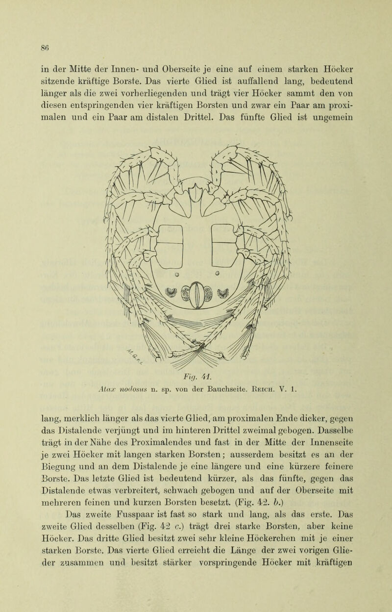 in der Mitte der Innen- und Oberseite je eine auf einem starken Höcker sitzende kräftige Borste. Das vierte Glied ist auffallend lang, bedeutend länger als die zwei vorherliegenden und trägt vier Höcker sammt den von diesen entspringenden vier kräftigen Borsten und zwrar ein Paar am proxi- malen und ein Paar am distalen Drittel. Das fünfte Glied ist ungemein lang, merklich länger als das vierte Glied, am proximalen Ende dicker, gegen das Distalende verjüngt und im hinteren Drittel zweimal gebogen. Dasselbe trägt in der Nähe des Proximalendes und fast in der Mitte der Innenseite je zwei Höcker mit langen starken Borsten; ausserdem besitzt es an der Biegung und an dem Distalende je eine längere und eine kürzere feinere Borste. Das letzte Glied ist bedeutend kürzer, als das fünfte, gegen das Distalende etwas verbreitert, schwach gebogen und auf der Oberseite mit mehreren feinen und kurzen Borsten besetzt. (Fig. 4i2. b.) Das zweite Fusspaar ist fast so stark und lang, als das erste. Das zweite Glied desselben (Fig. 43 c.) trägt drei starke Borsten, aber keine Höcker. Das dritte Glied besitzt zwei sehr kleine Höckerchen mit je einer starken Borste. Das vierte Glied erreicht die Länge der zwei vorigen Glie- der zusammen und besitzt stärker vorspringende Höcker mit kräftigen Fig. 4L Atax noilotius n. sp. von der Bauchseite. Reich. V. 1.