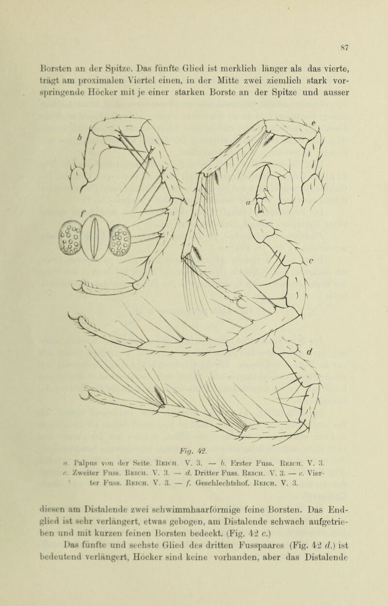 Borsten an der Spitze. Das fünfte Glied ist merklich länger als das vierte, tragt am proximalen Viertel einen, in der Mitte zwei ziemlich stark vor- springende Hocker mit je einer starken Borste an der Spitze und ausser Fig. 42. <1 I'alpuB von <lcr Seite Reich. V. 3. — h. Erster Fuss. Reich. V. 3. r. Zweiter Fuss. Reich. V. 3. — d. Dritter Fuss. Reich. V. 3. — c. Vier- ter Fuss. Reich. V. 3. — f. Gesclileclitshof. Reich. V. 3. diesen am Distalende zwei scliwimmhaarformige feine Borsten. Das End- gli« d ist sehr verlängert, etwas gebogen, am Distalende schwach aufgetrie- ben und mit kurzen feinen Borsten bedeckt. (,Fig. 42 c.) Das fünfte und sechste Glied des dritten Fusspaares (Fig. 42 d.) ist bedeutend verlängert. Hocker sind keine vorhanden, aber das Distalende