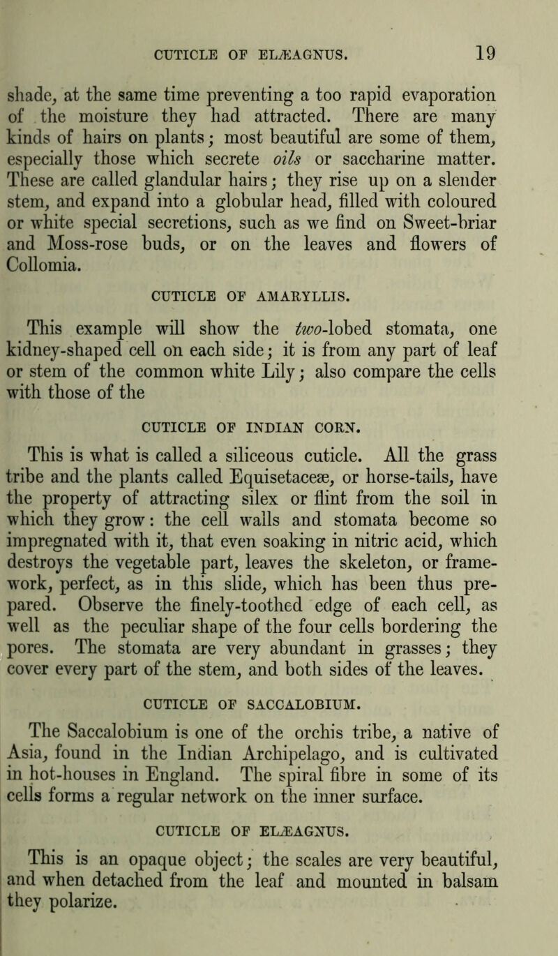 shade, at the same time preventing a too rapid evaporation of the moisture they had attracted. There are many kinds of hairs on plants; most beautiful are some of them, especially those which secrete oils or saccharine matter. These are called glandular hairs; they rise up on a slender stem, and expand into a globular head, filled with coloured or white special secretions, such as we find on Sweet-briar and Moss-rose buds, or on the leaves and flowers of Collomia. CUTICLE OF AMARYLLIS. This example will show the tfww-lobed stomata, one kidney-shaped cell on each side; it is from any part of leaf or stem of the common white Lily; also compare the cells with those of the CUTICLE OF INDIAN CORN. This is what is called a siliceous cuticle. All the grass tribe and the plants called Equisetacese, or horse-tails, have the property of attracting silex or flint from the soil in which they grow: the cell walls and stomata become so impregnated with it, that even soaking in nitric acid, which destroys the vegetable part, leaves the skeleton, or frame- work, perfect, as in this slide, which has been thus pre- pared. Observe the finely-toothed edge of each cell, as well as the peculiar shape of the four cells bordering the pores. The stomata are very abundant in grasses; they cover every part of the stem, and both sides of the leaves. CUTICLE OF SACCALOBIUM. The Saccalobium is one of the orchis tribe, a native of Asia, found in the Indian Archipelago, and is cultivated in hot-houses in England. The spiral fibre in some of its cells forms a regular network on the inner surface. CUTICLE OF ELyEAGNUS. This is an opaque object; the scales are very beautiful, and when detached from the leaf and mounted in balsam they polarize.