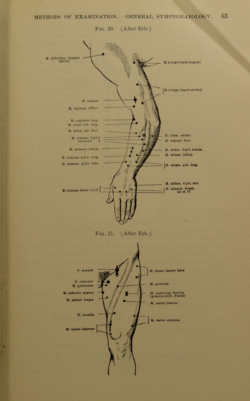 Fig. 20. (After Erb.) I Fig. 21. (After Erb.) If. eruralit tf. obturator M. pectimeus U. adductor magnus M. adduct, longua M. crurells M. vastus internua U. tensOT fasciae latao U. eartorius M. quadriceps femoria (gemeinscbaftl. Punlct) M. rectus femoris M. vastus exteruus