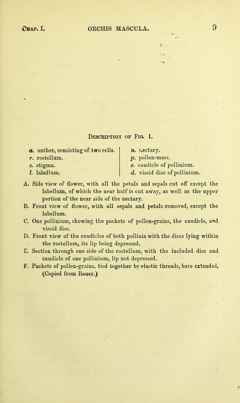 Description of Fig. 1. a. anther, consisting of two cells. r. rostellum. s. stigma. 1. labellum. n. sectary. р. pollen-mass. с. caudicle of pollinium. d. viscid disc of pollinium. A. Side view of flower, with all the petals and sepals cut off except the labellum, of which the near half is cut away, as well as the upper portion of the near side of the nectary. B. Front view of flower, with all sepals and petals removed, except the labellum. C. One pollinium, showing the packets of pollen-grains, the caudicle, and viscid disc. D. Front view of the caudicles of both pollinia with the discs lying within the rostellum, its lip being depressed. E. Section through one side of the rostellum, with the included disc and caudicle of one pollinium, lip not depressed. F. Packets of pollen-grains, tied together by elastic threads, here extended. (Copied from Bauer.)