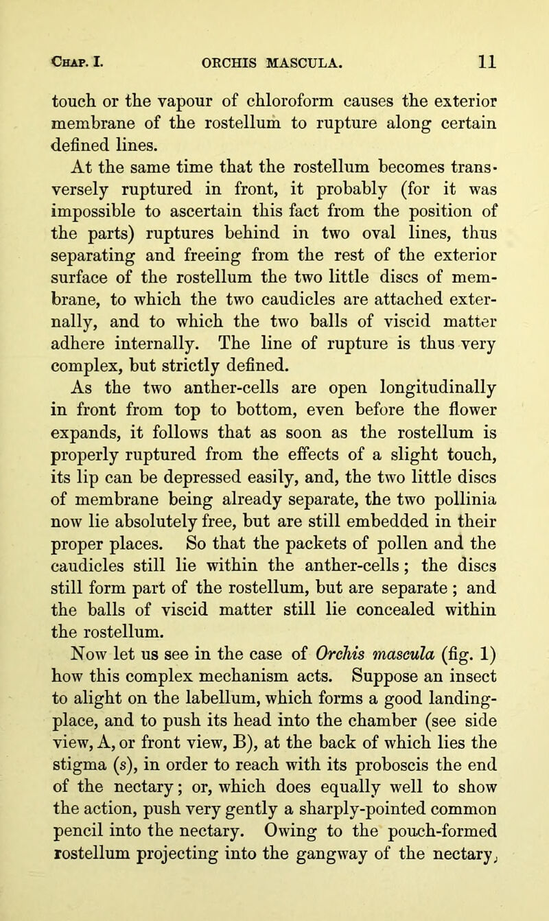 touch or the vapour of chloroform causes the exterior membrane of the rostellum to rupture along certain defined lines. At the same time that the rostellum becomes trans- versely ruptured in front, it probably (for it was impossible to ascertain this fact from the position of the parts) ruptures behind in two oval lines, thus separating and freeing from the rest of the exterior surface of the rostellum the two little discs of mem- brane, to which the two caudicles are attached exter- nally, and to which the two balls of viscid matter adhere internally. The line of rupture is thus very complex, but strictly defined. As the two anther-cells are open longitudinally in front from top to bottom, even before the flower expands, it follows that as soon as the rostellum is properly ruptured from the effects of a slight touch, its lip can be depressed easily, and, the two little discs of membrane being already separate, the two pollinia now lie absolutely free, but are still embedded in their proper places. So that the packets of pollen and the caudicles still lie within the anther-cells; the discs still form part of the rostellum, but are separate ; and the balls of viscid matter still lie concealed within the rostellum. Now let us see in the case of Orchis mascula (fig. 1) how this complex mechanism acts. Suppose an insect to alight on the labellum, which forms a good landing- place, and to push its head into the chamber (see side view, A, or front view, B), at the back of which lies the stigma (s), in order to reach with its proboscis the end of the nectary; or, which does equally well to show the action, push very gently a sharply-pointed common pencil into the nectary. Owing to the pouch-formed rostellum projecting into the gangway of the nectary;