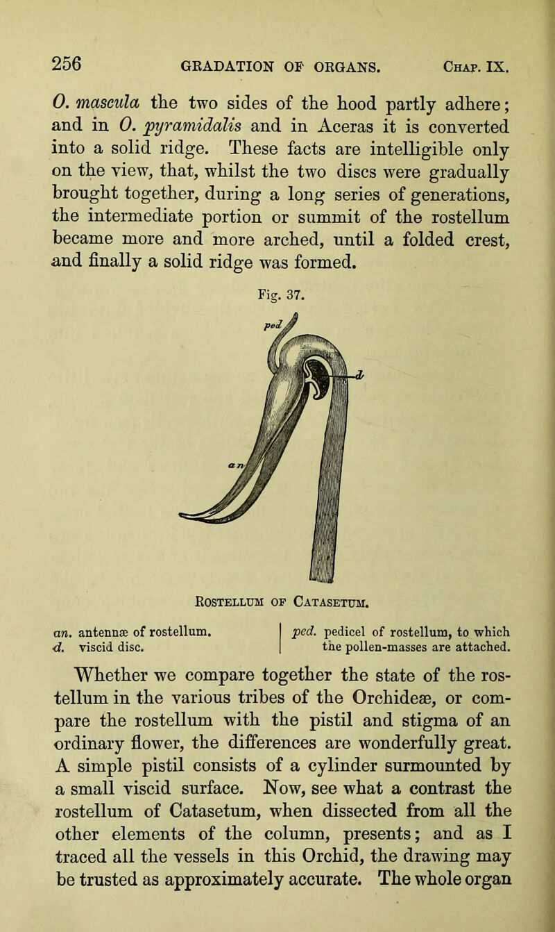 0. mascula the two sides of the hood partly adhere; and in 0. jpyramicLalis and in Aceras it is converted into a solid ridge. These facts are intelligible only on the view, that, whilst the two discs were gradually brought together, during a long series of generations, the intermediate portion or summit of the rostellum became more and more arched, until a folded crest, and finally a solid ridge was formed. Fig. 37. Rostellum of Catasetum. are. antennal of rostellum. I ped. pedicel of rostellum, to which <J. viscid disc. [ the pollen-masses are attached. Whether we compare together the state of the ros- tellum in the various tribes of the Orchideae, or com- pare the rostellum with the pistil and stigma of an ordinary flower, the differences are wonderfully great. A simple pistil consists of a cylinder surmounted by a small viscid surface. Now, see what a contrast the rostellum of Catasetum, when dissected from all the other elements of the column, presents; and as I traced all the vessels in this Orchid, the drawing may be trusted as approximately accurate. The whole organ