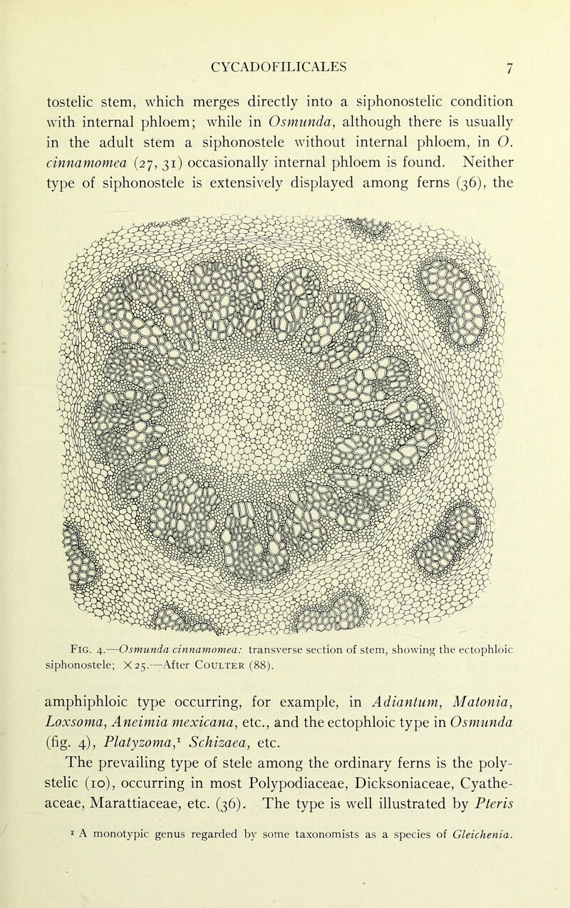 tostelic stem, which merges directly into a siphonostelic condition with internal phloem; while in Osmunda, although there is usually in the adult stem a siphonostele without internal phloem, in O. cinnamomea (27, 31) occasionally internal phloem is found. Neither type of siphonostele is extensively displayed among ferns (36), the Fig. 4.—Osmunda cinnamomea: transverse section of stem, showing the ectophloic siphonostele; X 25.—After Coulter (88). amphiphloic type occurring, for example, in Adiantum, Matonia, Loxsoma, Aneimia mexicana, etc., and the ectophloic type in Osmunda (fig. 4), Platyzoma,r Schizaea, etc. The prevailing type of stele among the ordinary ferns is the poly- stelic (10), occurring in most Polypodiaceae, Dicksoniaceae, Cyathe- aceae, Marattiaceae, etc. (36). The type is well illustrated by P ter is 1 A monotypic genus regarded by some taxonomists as a species of Gleichenia.