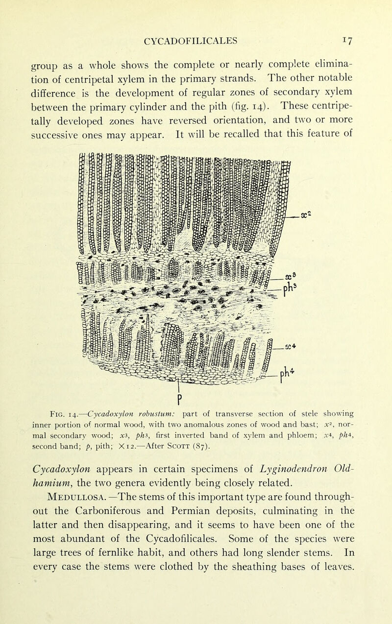 group as a whole shows the complete or nearly complete elimina- tion of centripetal xylem in the primary strands. The other notable difference is the development of regular zones of secondary xylem between the primary cylinder and the pith (fig. 14). These centripe- tally developed zones have reversed orientation, and two or more successive ones may appear. It will be recalled that this feature of Fig. 14.—Cycadoxylon robuslum: part of transverse section of stele showing inner portion of normal wood, with two anomalous zones of wood and bast; x2, nor- mal secondary wood; xi, phi, first inverted band of xylem and phloem; x*, ph*, secondhand; p, pith; X12.—After Scott (87). Cycadoxylon appears in certain specimens of Lyginodendron Old- hamiurn, the two genera evidently being closely related. Medullosa. —The stems of this important type are found through- out the Carboniferous and Permian deposits, culminating in the latter and then disappearing, and it seems to have been one of the most abundant of the Cycadofilicales. Some of the species were large trees of fernlike habit, and others had long slender stems. In every case the stems were clothed by the sheathing bases of leaves.