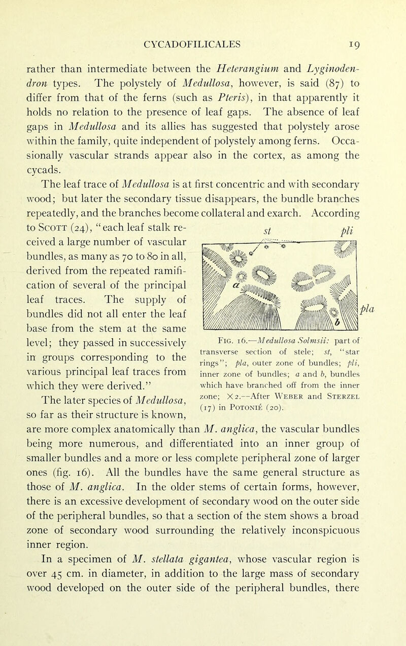rather than intermediate between the Heterangium and Lyginoden- dron types. The polystely of Medullosa, however, is said (87) to differ from that of the ferns (such as Pteris), in that apparently it holds no relation to the presence of leaf gaps. The absence of leaf gaps in Medullosa and its allies has suggested that polystely arose within the family, quite independent of polystely among ferns. Occa- sionally vascular strands appear also in the cortex, as among the cycads. The leaf trace of Medullosa is at first concentric and with secondary wood; but later the secondary tissue disappears, the bundle branches repeatedly, and the branches become collateral and exarch. According to Scott (24), “each leaf stalk re- ceived a large number of vascular bundles, as many as 70 to 80 in all, derived from the repeated ramifi- cation of several of the principal leaf traces. The supply of bundles did not all enter the leaf base from the stem at the same level; they passed in successively in groups corresponding to the various principal leaf traces from which they were derived.” The later species of Medullosa, so far as their structure is known, are more complex anatomically than M. anglica, the vascular bundles being more numerous, and differentiated into an inner group of smaller bundles and a more or less complete peripheral zone of larger ones (fig. 16). All the bundles have the same general structure as those of M. anglica. In the older stems of certain forms, however, there is an excessive development of secondary wood on the outer side of the peripheral bundles, so that a section of the stem shows a broad zone of secondary wood surrounding the relatively inconspicuous inner region. In a specimen of M. stellata gigantea, whose vascular region is over 45 cm. in diameter, in addition to the large mass of secondary wood developed on the outer side of the peripheral bundles, there Fig. 16.—Medullosa Solmsii: part of transverse section of stele; st, “star rings”; pla, outer zone of bundles; pli, inner zone of bundles; a and b, bundles which have branched off from the inner zone; X2.—After Weber and Sterzel (17) in Potonie (20).