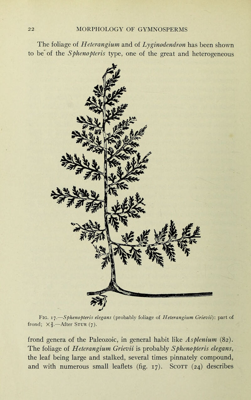 The foliage of Heterangium and of Lyginodendron has been shown to be of the Sphenopteris type, one of the great and heterogeneous Fig. 17.—Sphenopteris elegans (probably foliage of Heterangium Grievii): part of frond; X§.—After Stur (7). frond genera of the Paleozoic, in general habit like Asplenium (82). The foliage of Heterangium Grievii is probably Sphenopteris elegans, the leaf being large and stalked, several times pinnately compound, and with numerous small leaflets (fig. 17). Scott (24) describes