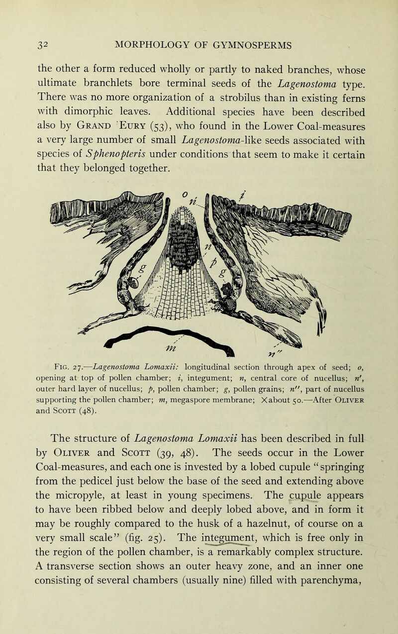 the other a form reduced wholly or partly to naked branches, whose ultimate branchlets bore terminal seeds of the Lagenostoma type. There was no more organization of a strobilus than in existing ferns with dimorphic leaves. Additional species have been described also by Grand Eury (53), who found in the Lower Coal-measures a very large number of small Lagenostoma-like seeds associated with species of Sphenopteris under conditions that seem to make it certain that they belonged together. Fig. 27.—Lagenostoma Lomaxii: longitudinal section through apex of seed; o, opening at top of pollen chamber; i, integument; n, central core of nucellus; n', outer hard layer of nucellus; p, pollen chamber; g, pollen grains; n, part of nucellus supporting the pollen chamber; m, megaspore membrane; Xabout 50.—After Oliver and Scoxx (48). The structure of Lagenostoma Lomaxii has been described in full by Oliver and Scott (39, 48). The seeds occur in the Lower Coal-measures, and each one is invested by a lobed cupule “ springing from the pedicel just below the base of the seed and extending above the micropyle, at least in young specimens. The cupule appears to have been ribbed below and deeply lobed above, and in form it may be roughly compared to the husk of a hazelnut, of course on a very small scale” (fig. 25). The integument, which is free only in the region of the pollen chamber, is a remarkably complex structure. A transverse section shows an outer heavy zone, and an inner one consisting of several chambers (usually nine) filled with parenchyma,