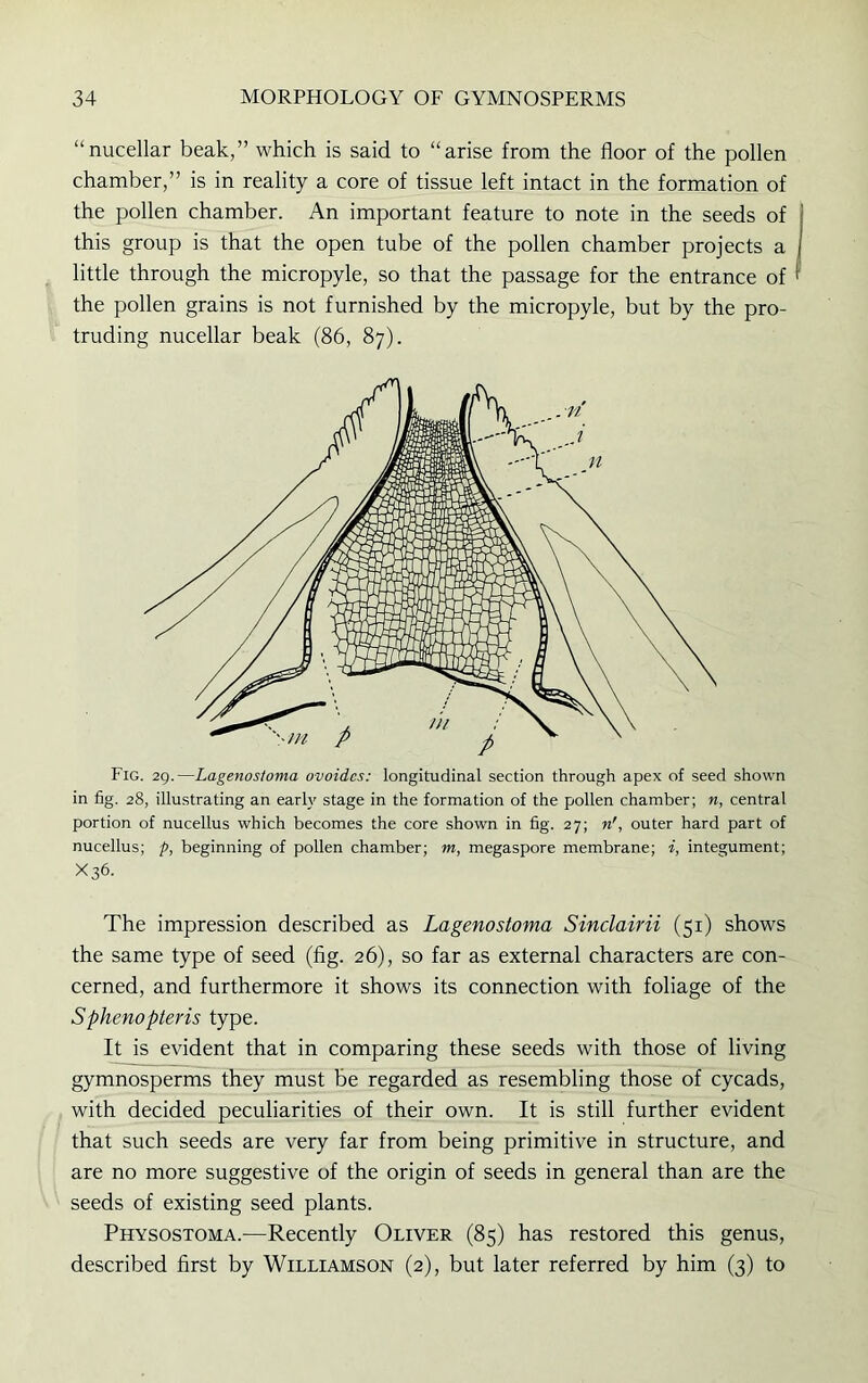 “nucellar beak,” which is said to “arise from the floor of the pollen chamber,” is in reality a core of tissue left intact in the formation of the pollen chamber. An important feature to note in the seeds of this group is that the open tube of the pollen chamber projects a little through the micropyle, so that the passage for the entrance of the pollen grains is not furnished by the micropyle, but by the pro- truding nucellar beak (86, 87). Fig. 29.—Lagenosloma ovoidcs: longitudinal section through apex of seed shown in fig. 28, illustrating an early stage in the formation of the pollen chamber; n, central portion of nucellus which becomes the core shown in fig. 27; n', outer hard part of nucellus; p, beginning of pollen chamber; m, megaspore membrane; i, integument; X36. The impression described as Lagenostoma Sinclairii (51) shows the same type of seed (fig. 26), so far as external characters are con- cerned, and furthermore it shows its connection with foliage of the Sphenopteris type. It is evident that in comparing these seeds with those of living gymnosperms they must be regarded as resembling those of cycads, with decided peculiarities of their own. It is still further evident that such seeds are very far from being primitive in structure, and are no more suggestive of the origin of seeds in general than are the seeds of existing seed plants. Physostoma.-—Recently Oliver (85) has restored this genus, described first by Williamson (2), but later referred by him (3) to