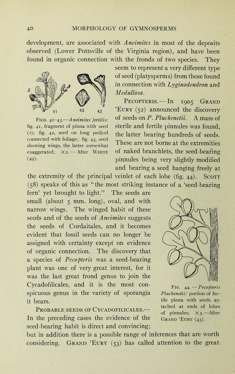 development, are associated with Aneimites in most of the deposits observed (Lower Pottsville of the Virginia region), and have been found in organic connection with the fronds of two species. They seem to represent a very different type of seed (platysperms) from those found in connection with Lyginodendron and Medullosa. Pecopteris. — In 1905 Grand ’Eury (52) announced the discovery of seeds on P. Pluckenetii. A mass of sterile and fertile pinnules was found, the latter bearing hundreds of seeds. These are not borne at the extremities of naked branchlets, the seed-bearing pinnules being very slightly modified and bearing a seed hanging freely at the extremity of the principal veinlet of each lobe (fig. 44). Scott (58) speaks of this as “ the most striking instance of a ‘seed-bearing fern’ yet brought to light.” The seeds are small (about 5 mm. long), oval, and with narrow wings. The winged habit of these seeds and of the seeds of Aneimites suggests the seeds of Cordaitales, and it becomes evident that fossil seeds can no longer be assigned with certainty except on evidence of organic connection. The discovery that a species of Pecopteris was a seed-bearing plant was one of very great interest, for it was the last great frond genus to join the Cycadofilicales, and it is the most con- spicuous genus in the variety of sporangia it bears. Probable seeds of Cycadofilicales.— In the preceding cases the evidence of the seed-bearing habit is direct and convincing; but in addition there is a possible range of inferences that are worth considering. Grand ’Eury (53) has called attention to the great Fig. 44. — Pecopteris Pluckenetii: portion of fer- tile pinna with seeds at- tached at ends of lobes of pinnules; X3.—After Grand ’Eury (43). Figs. 41-43.—Aneimites fertilis: fig. 41, fragment of pinna with seed (5); fig. 42, seed on long pedicel connected with foliage; fig. 43, seed showing wings, the latter somewhat exaggerated; X2.'—After White (49)-