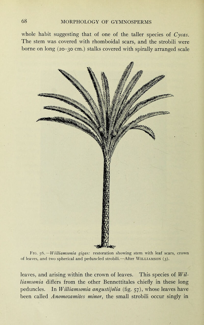 whole habit suggesting that of one of the taller species of Cycas. The stem was covered with rhomboidal scars, and the strobili were borne on long (20-30 cm.) stalks covered with spirally arranged scale Fig. 56. —Williamsonia gigas: restoration showing stem with leaf scars, crown of leaves, and two spherical and peduncled strobili.—After Williamson (3). leaves, and arising within the crown of leaves. This species of Wil- liamsonia differs from the other Bennettitales chiefly in these long peduncles. In Williamsonia angustijolia (fig. 57), whose leaves have been called Anomozamites minor, the small strobili occur singly in