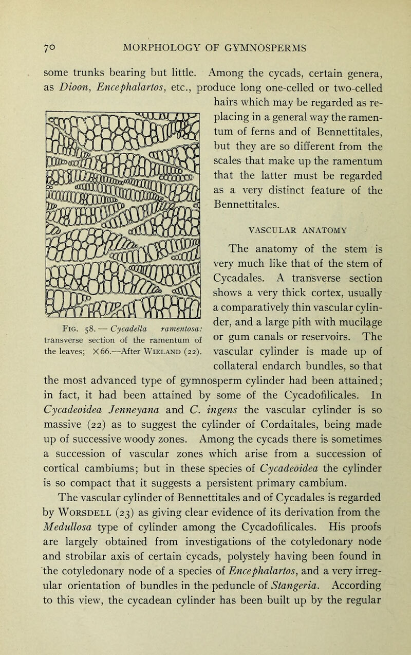 some trunks bearing but little. Among the cycads, certain genera, as Dioon, Encephalartos, etc., produce long one-celled or two-celled hairs which may be regarded as re- placing in a general way the ramen- tum of ferns and of Bennettitales, but they are so different from the scales that make up the ramentum that the latter must be regarded as a very distinct feature of the Bennettitales. VASCULAR ANATOMY The anatomy of the stem is very much like that of the stem of Cycadales. A transverse section shows a very thick cortex, usually a comparatively thin vascular cylin- der, and a large pith with mucilage or gum canals or reservoirs. The vascular cylinder is made up of collateral endarch bundles, so that the most advanced type of gymnosperm cylinder had been attained; in fact, it had been attained by some of the Cycadofilicales. In Cycadeoidea Jenneyana and C. ingens the vascular cylinder is so massive (22) as to suggest the cylinder of Cordaitales, being made up of successive woody zones. Among the cycads there is sometimes a succession of vascular zones which arise from a succession of cortical cambiums; but in these species of Cycadeoidea the cylinder is so compact that it suggests a persistent primary cambium. The vascular cylinder of Bennettitales and of Cycadales is regarded by Worsdell (23) as giving clear evidence of its derivation from the Medullosa type of cylinder among the Cycadofilicales. His proofs are largely obtained from investigations of the cotyledonary node and strobilar axis of certain cycads, polystely having been found in the cotyledonary node of a species of Encephalartos, and a very irreg- ular orientation of bundles in the peduncle of Stangeria. According to this view, the cycadean cylinder has been built up by the regular Fig. 58. — Cycadella ramentosa: transverse section of the ramentum of the leaves; X66.—After Wieland (22).