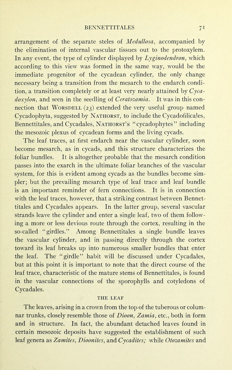 arrangement of the separate steles of Medullosa, accompanied by the elimination of internal vascular tissues out to the protoxylem. In any event, the type of cylinder displayed by Lyginodendron, which according to this view was formed in the same way, would be the immediate progenitor of the cycadean cylinder, the only change necessary being a transition from the mesarch to the endarch condi- tion, a transition completely or at least very nearly attained by Cyca- doxylon, and seen in the seedling of Ceratozamia. It was in this con- nection that Worsdell (23) extended the very useful group named Cycadophyta, suggested by Nathorst, to include the Cycadofilicales, Bennettitales, and Cycadales, Nathorst’s “ cycadophytes ” including the mesozoic plexus of cycadean forms and the living cycads. The leaf traces, at first endarch near the vascular cylinder, soon become mesarch, as in cycads, and this structure characterizes the foliar bundles. It is altogether probable that the mesarch condition passes into the exarch in the ultimate foliar branches of the vascular system, for this is evident among cycads as the bundles become sim- pler; but the prevailing mesarch type of leaf trace and leaf bundle is an important reminder of fern connections. It is in connection with the leaf traces, however, that a striking contrast between Bennet- titales and Cycadales appears. In the latter group, several vascular strands leave the cylinder and enter a single leaf, two of them follow- ing a more or less devious route through the cortex, resulting in the so-called “girdles.” Among Bennettitales a single bundle leaves the vascular cylinder, and in passing directly through the cortex toward its leaf breaks up into numerous smaller bundles that enter the leaf. The “girdle” habit will be discussed under Cycadales, but at this point it is important to note that the direct course of the leaf trace, characteristic of the mature stems of Bennettitales, is found in the vascular connections of the sporophylls and cotyledons of Cycadales. THE LEAF The leaves, arising in a crown from the top of the tuberous or colum- nar trunks, closely resemble those of Dioon, Zamia, etc., both in form and in structure. In fact, the abundant detached leaves found in certain mesozoic deposits have suggested the establishment of such leaf genera as Zamites, Dioonites, and Cycadites; while Otozamites and