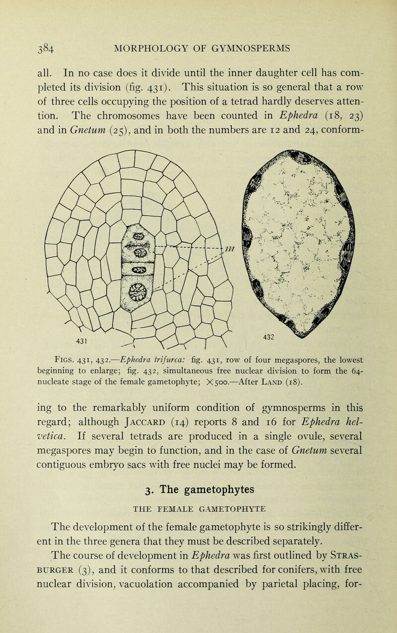 all. In no case does it divide until the inner daughter cell has com- pleted its division (fig. 431). This situation is so general that a row of three cells occupying the position of a tetrad hardly deserves atten- tion. The chromosomes have been counted in Ephedra (18, 23) and in Gnetum (25), and in both the numbers are 12 and 24, conform- Figs. 431, 432.—Ephedra trifurca: fig. 431, row of four megaspores, the lowest beginning to enlarge; fig. 432, simultaneous free nuclear division to form the 64- nucleate stage of the female gametophyte; X500.—After Land (18). ing to the remarkably uniform condition of gymnosperms in this regard; although Jaccard (14) reports 8 and 16 for Ephedra Hel- vetica. If several tetrads are produced in a single ovule, several megaspores may begin to function, and in the case of Gnetum several contiguous embryo sacs with free nuclei may be formed. 3. The gametophytes THE FEMALE GAMETOPHYTE The development of the female gametophyte is so strikingly differ- ent in the three genera that they must be described separately. The course of development in Ephedra was first outlined by Stras- burger (3), and it conforms to that described for conifers, with free nuclear division, vacuolation accompanied by parietal placing, for-