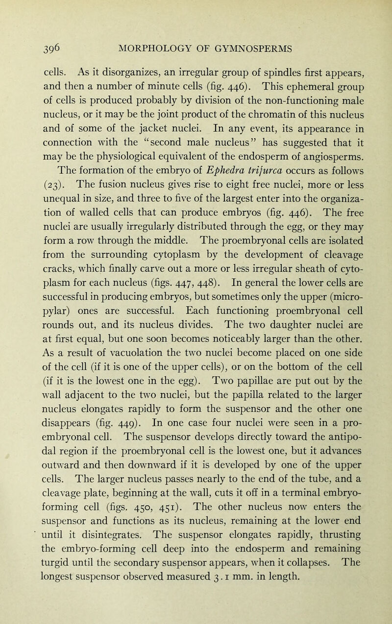 cells. As it disorganizes, an irregular group of spindles first appears, and then a number of minute cells (fig. 446). This ephemeral group of cells is produced probably by division of the non-functioning male nucleus, or it may be the joint product of the chromatin of this nucleus and of some of the jacket nuclei. In any event, its appearance in connection with the “second male nucleus” has suggested that it may be the physiological equivalent of the endosperm of angiosperms. The formation of the embryo of Ephedra trijurca occurs as follows (23). The fusion nucleus gives rise to eight free nuclei, more or less unequal in size, and three to five of the largest enter into the organiza- tion of walled cells that can produce embryos (fig. 446). The free nuclei are usually irregularly distributed through the egg, or they may form a row through the middle. The proembryonal cells are isolated from the surrounding cytoplasm by the development of cleavage cracks, which finally carve out a more or less irregular sheath of cyto- plasm for each nucleus (figs. 447, 448). In general the lower cells are successful in producing embryos, but sometimes only the upper (micro- pylar) ones are successful. Each functioning proembryonal cell rounds out, and its nucleus divides. The two daughter nuclei are at first equal, but one soon becomes noticeably larger than the other. As a result of vacuolation the two nuclei become placed on one side of the cell (if it is one of the upper cells), or on the bottom of the cell (if it is the lowest one in the egg). Two papillae are put out by the wall adjacent to the two nuclei, but the papilla related to the larger nucleus elongates rapidly to form the suspensor and the other one disappears (fig. 449). In one case four nuclei were seen in a pro- embryonal cell. The suspensor develops directly toward the antipo- dal region if the proembryonal cell is the lowest one, but it advances outward and then downward if it is developed by one of the upper cells. The larger nucleus passes nearly to the end of the tube, and a cleavage plate, beginning at the wall, cuts it off in a terminal embryo- forming cell (figs. 450, 451). The other nucleus now enters the suspensor and functions as its nucleus, remaining at the lower end until it disintegrates. The suspensor elongates rapidly, thrusting the embryo-forming cell deep into the endosperm and remaining turgid until the secondary suspensor appears, when it collapses. The longest suspensor observed measured 3.1 mm. in length.