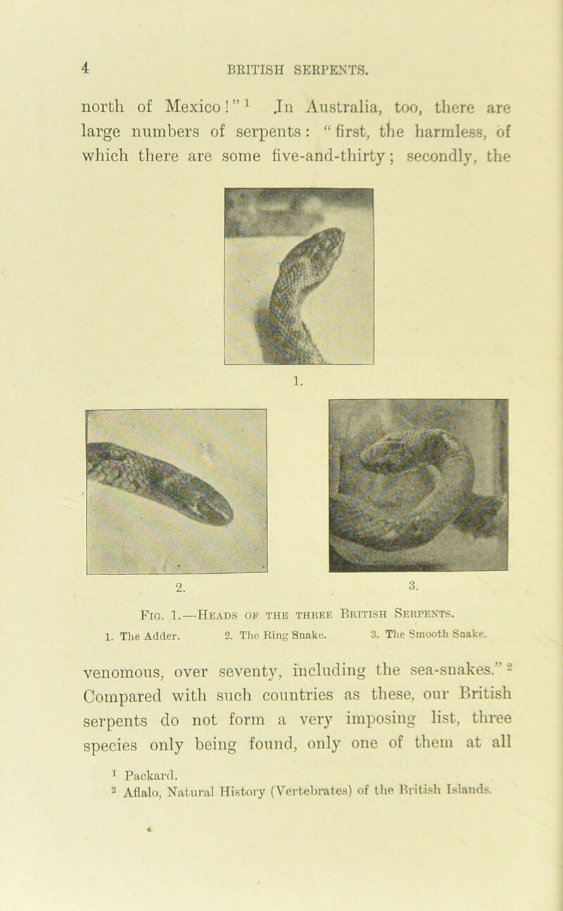 north of Mexico!”^ Jii Australia, too, there are large numbers of serpents: “ first, the harmless, of which there are some five-and-thirty; secondly, the 2. 3. Fig. 1.—Heads of the three British Serpents. 1. The Adder. 2. Tlie Bing Snake. 3. Tlie Smooth Snake. venomous, over seventy, including the sea-suakes.” - Compared with such countries as these, our British serpents do not form a very imposing list, three species only being found, only one of them at all ^ Packard. - Aflalo, Natural History (Vertebrates) of the British Islands.