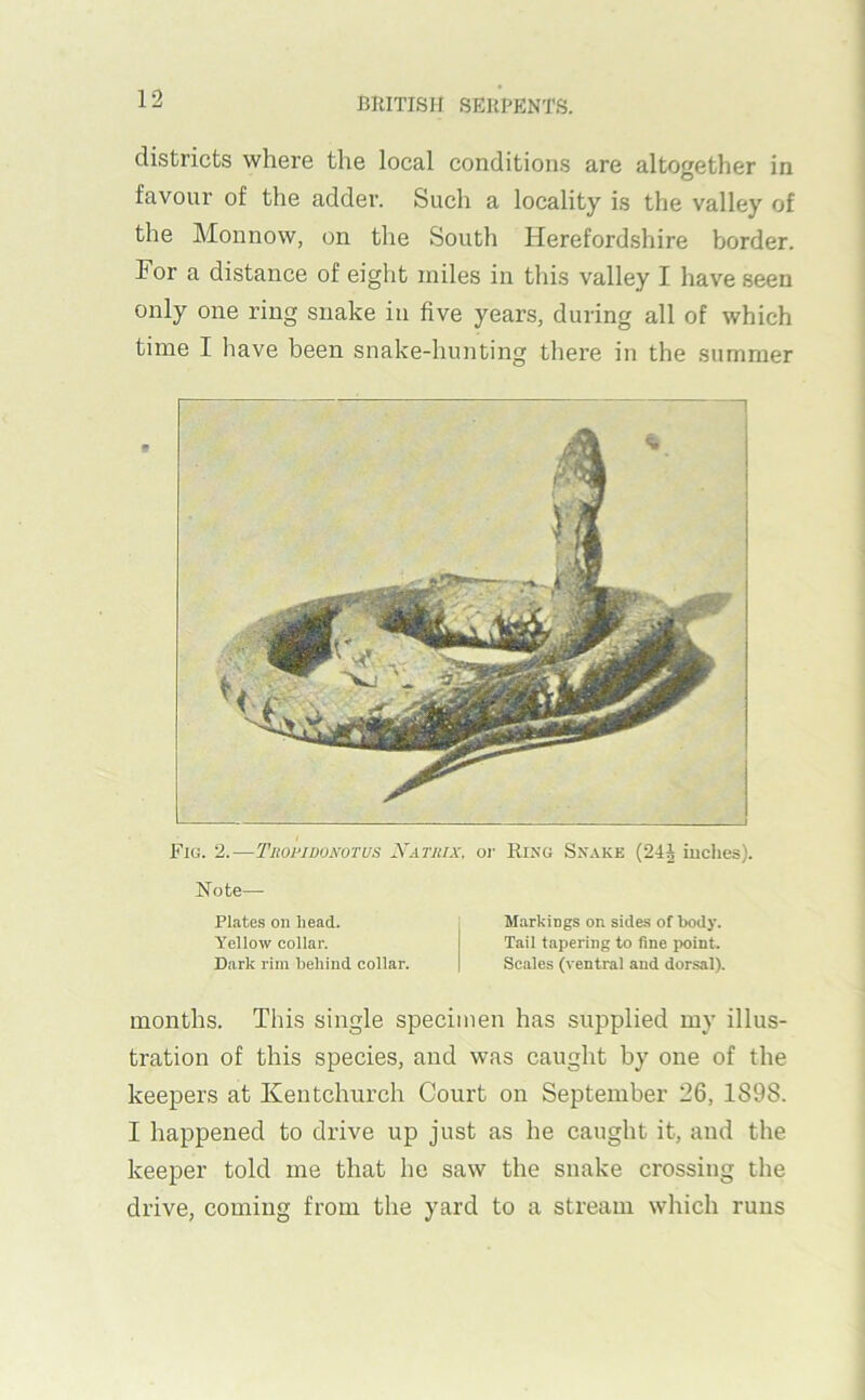 districts where the local conditions are altogether in favour of the adder. Such a locality is the valley of the Monnow, on the South Herefordshire border. For a distance of eight miles in this valley I have seen only one ring snake in five years, during all of which time I have been snake-hunting there in the summer Fig. 2.—Tiwpidonotus Natuix, or Ring Sxake (24i iuches). Note— Plates on head. Markings on sides of body. Yellow collar. Tail tapering to fine point. Dark rim behind collar. | Scales (ventral and dorsal). months. This single specimen has supplied my illus- tration of this species, and was caught by one of the keepers at Kentchurch Court on September 26, 1898. I happened to drive up just as he caught it, and the keeper told me that he saw the snake crossing the drive, coming from the yard to a stream which runs