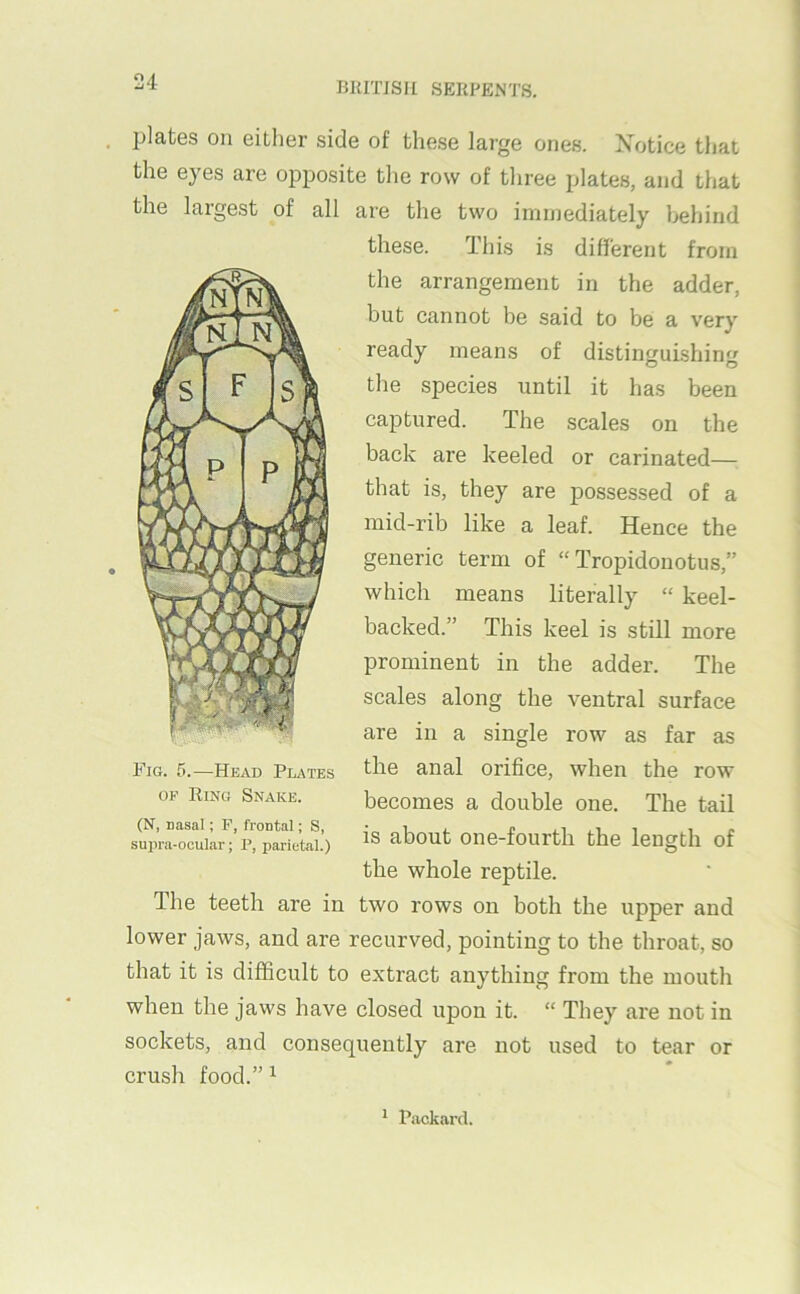 jjlates on either side of these large ones. Xotice that the eyes are opposite tlie row of tliree plates, and that the largest of all are the two immediately behind these. This is different from the arrangement in the adder, but cannot be said to be a very ready means of distinguLshin the species until it has been captured. The scales on the back are keeled or carinated— that is, they are possessed of a mid-rib like a leaf. Hence the generic term of “ Tropidonotus,” which means literally “ keel- backed.” This keel is still more prominent in the adder. The scales along the ventral surface are in a single row as far as the anal orifice, when the row becomes a double one. The tail is about one-fourth the length of the whole reptile. The teeth are in two rows on both the upper and lower jaws, and are recurved, pointing to the throat, so that it is difficult to extract anything from the mouth when the jaws have closed upon it. “ They are not in sockets, and consequently are not used to tear or crush food.” ^ Fig. 5.—Head Plates OF Ring Snake. (N, nasal; F, frontal; S, supra-ocular; P, parietal.)