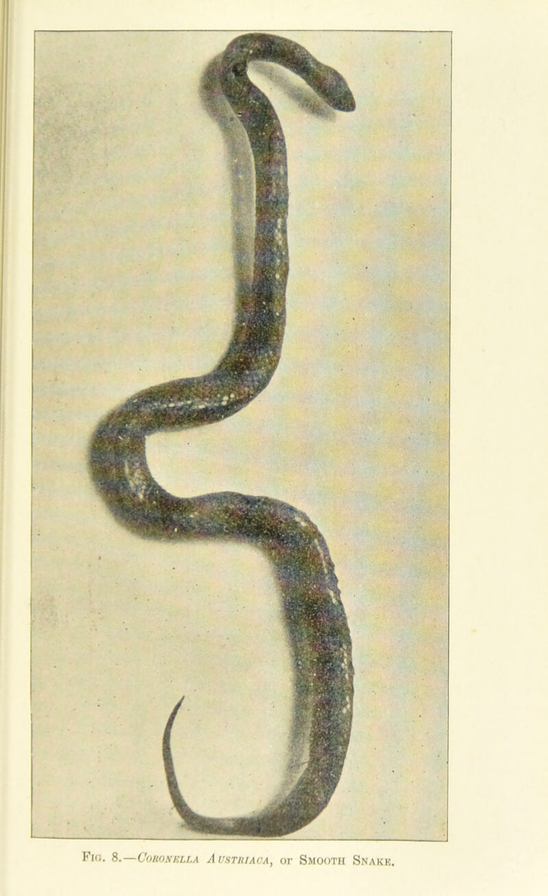 II Fin. 8.—CoHONKLLA Austiiiaca, or Smooth Snake,