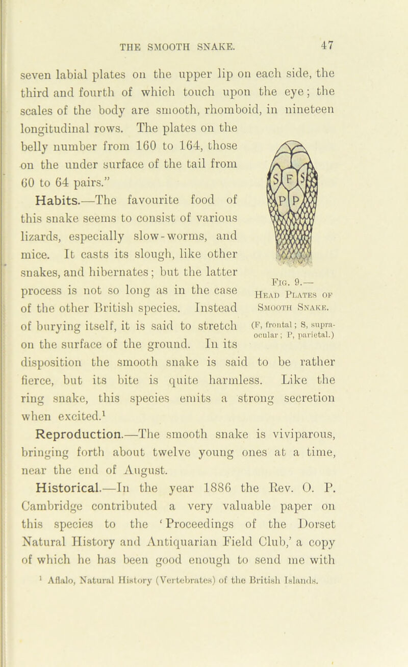 seven labial plates on the upper lip on each side, the third and fourth of which touch upon the eye; the scales of the body are smooth, rhomboid, in nineteen longitudinal rows. The plates on the belly number from 160 to 164, those on the under surface of the tail from 60 to 64 pairs.” Habits.—The favourite food of this snake seems to consist of various lizard.s, especially slow-worms, and mice. It casts its slough, like other snakes, and hibernates; but the latter process is not so long as in the ease I of the other British species. Instead ; of burying itself, it is said to stretch on the surface of the ground. In its disposition the smooth snake is said to be rather fierce, but its bite is quite harmless. Like the ring snake, this species emits a strong secretion when excited.^ Reproduction.—The smooth snake is viviparous, bringing forth about twelve young ones at a time, near the end of August. Historical.—In the year 1886 the Eev. 0. P. Cambridge contributed a very valuable paper on this species to the ‘Proceedings of the Dorset Natural History an<l Antiquarian Field Club,’ a copy of which he has been good enough to send me with ' Aflalo, Natural History (Verlebrate.s) of the British Islands. Fig. 9.— Head Plates op Smooth Snake. (P, frontal; S, supra- ocular ; P, parietal.)