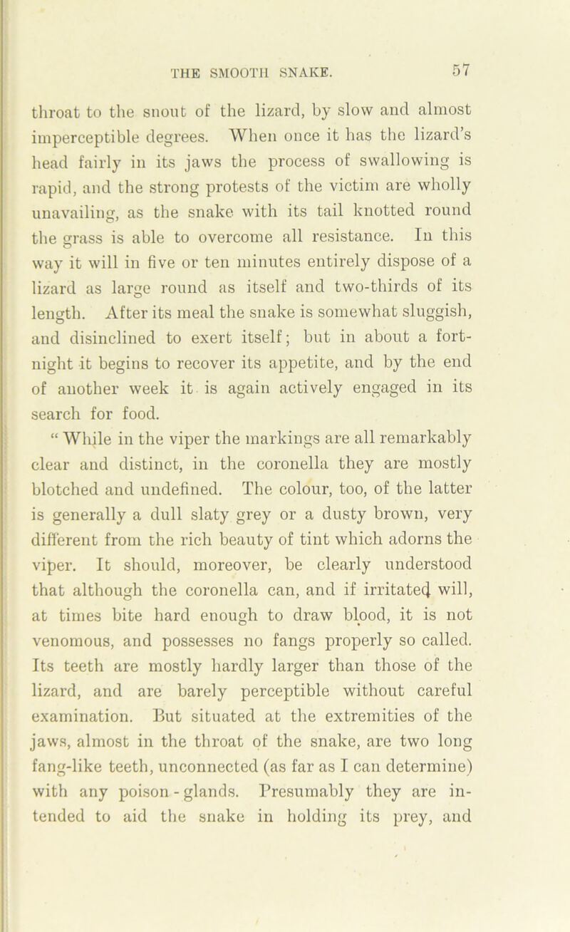 throat to the snout of the lizard, by slow and almost imperceptible degrees. When once it has the lizard’s head fairly in its jaws the process of swallowing is rapid, and the strong protests of the victim are wholly unavailing, as the snake with its tail knotted round the grass is able to overcome all resistance. In this way it will in five or ten minutes entirely dispose of a lizard as large round as itself and two-thirds of its length. After its meal the snake is somewhat sluggish, and disinclined to exert itself; but in about a fort- night it begins to recover its appetite, and by the end of another week it is again actively engaged in its search for food. “ While in the viper the markings are all remarkably clear and distinct, in the coronella they are mostly blotched and undefined. The colour, too, of the latter is generally a dull slaty grey or a dusty brown, very different from the rich beauty of tint which adorns the viper. It should, moreover, be clearly understood that although the coronella can, and if irritate4 will, at times bite hard enough to draw blood, it is not venomous, and possesses no fangs properly so called. Its teeth are mostly hardly larger than those of the lizard, and are barely perceptible without careful examination. But situated at the extremities of the jaws, almost in the throat of the snake, are two long fang-like teeth, unconnected (as far as I can determine) with any poison - glands. Presumably they are in- tended to aid the snake in holding its prey, and