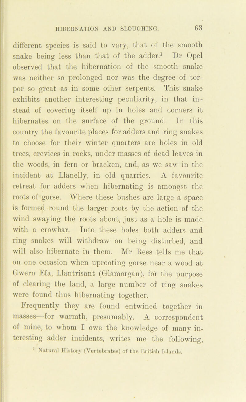 different species is said to vary, that of the smooth snake being less than that of the adder.^ T)r Opel observed that the hibernation of the smooth snake was neither so prolonged nor was the degree of tor- por so great as in some other serpents. This snake exhibits another interesting peculiarity, in that in- stead of covering itself up in holes and corners it hibernates on the surface of the ground. In this country the favourite places for adders and ring snakes to choose for their winter quarters are holes in old trees, crevices in rocks, under masses of dead leaves in the woods, in fern or bracken, and, as we saw in the incident at Llanelly, in old quarries. A favourite I retreat for adders when hibernating is amongst the : roots of gorse. Where these bushes are large a space ; is formed round the larger roots by the action of the wind swaying the roots about, just as a hole is made with a crowbar. Into these holes both adders and ring snakes will withdraw on being disturbed, and will also hibernate in them. Mr Eees tells me that on one occasion when uprooting gorse near a wood at Gwern Efa, Llantrisant (Glamorgan), for the purpose of clearing the land, a large number of ring snakes were found thus hibernating together. Frequently they are found entwined together in masses—for warmth, presumably. A correspondent of mine, to whom I owe the knowledge of many in- teresting adder incidents, writes me the following, * Natural Hintory (Vei tebratoH) of the UritiHh IslaiulH.