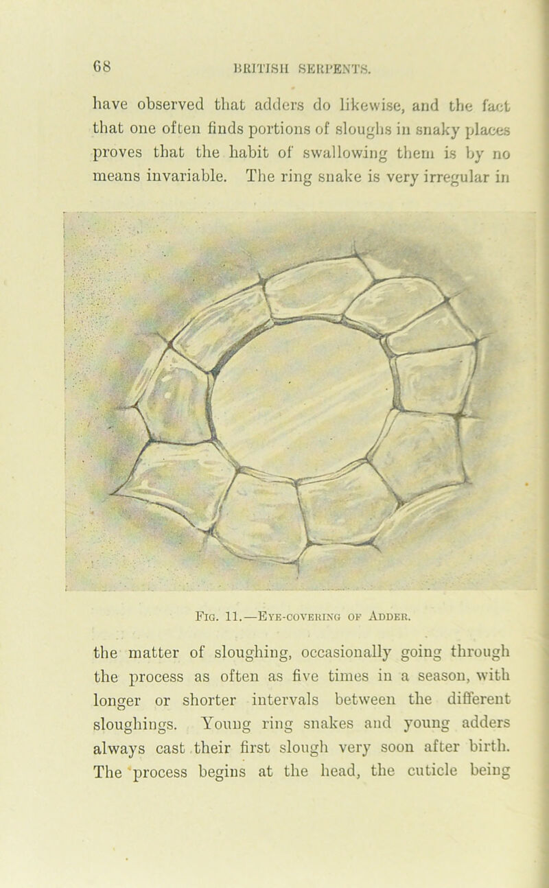 have observed that adders do likewise, and the fac;t that one often finds portions of sloughs in snaky places proves that the habit of swallowing tlieru is by no means invariable. The ring snake is very irregular in Fig. 11.—Eye-covering of Adder. the matter of sloughing, occasionally going through the process as often as five times in a season, with longer or shorter intervals between the different sloughings. Young ring snakes and young adders always cast their first slough very soon after birth. The process begins at the head, the cuticle being