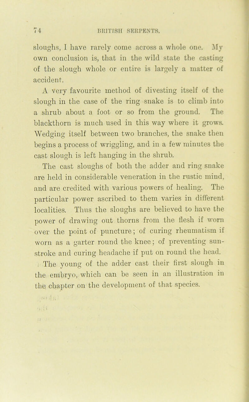 sloughs, I have rarely come across a whole one. My own conclusion is, that in the wild state the casting of the slough whole or entire is largely a matter of accident. A very favourite method of divesting itself of the slough in the case of the ring snake is to climb into ' a shrub about a foot or so from the ground. The \ blackthorn is much used in this way where it grows. Wedging itself between two branches, the snake then begins a process of wriggling, and in a few minutes the cast slough is left hanging in the shrub. The cast sloughs of both the adder and ring snake are held in considerable veneration in the rustic mind, and are credited with various powers of healing. The particular power ascribed to them varies in different localities. Thus the sloughs are believed to have the power of drawing out thorns from the flesh if worn over the point of puncture; of curing rheumatism if worn as a garter round the knee; of preventing sun- stroke and curing headache if put on round the head. The young of the adder cast their first slough in the embryo, which can be seen in an illustration in the chapter on the development of that species. -r,!,. j