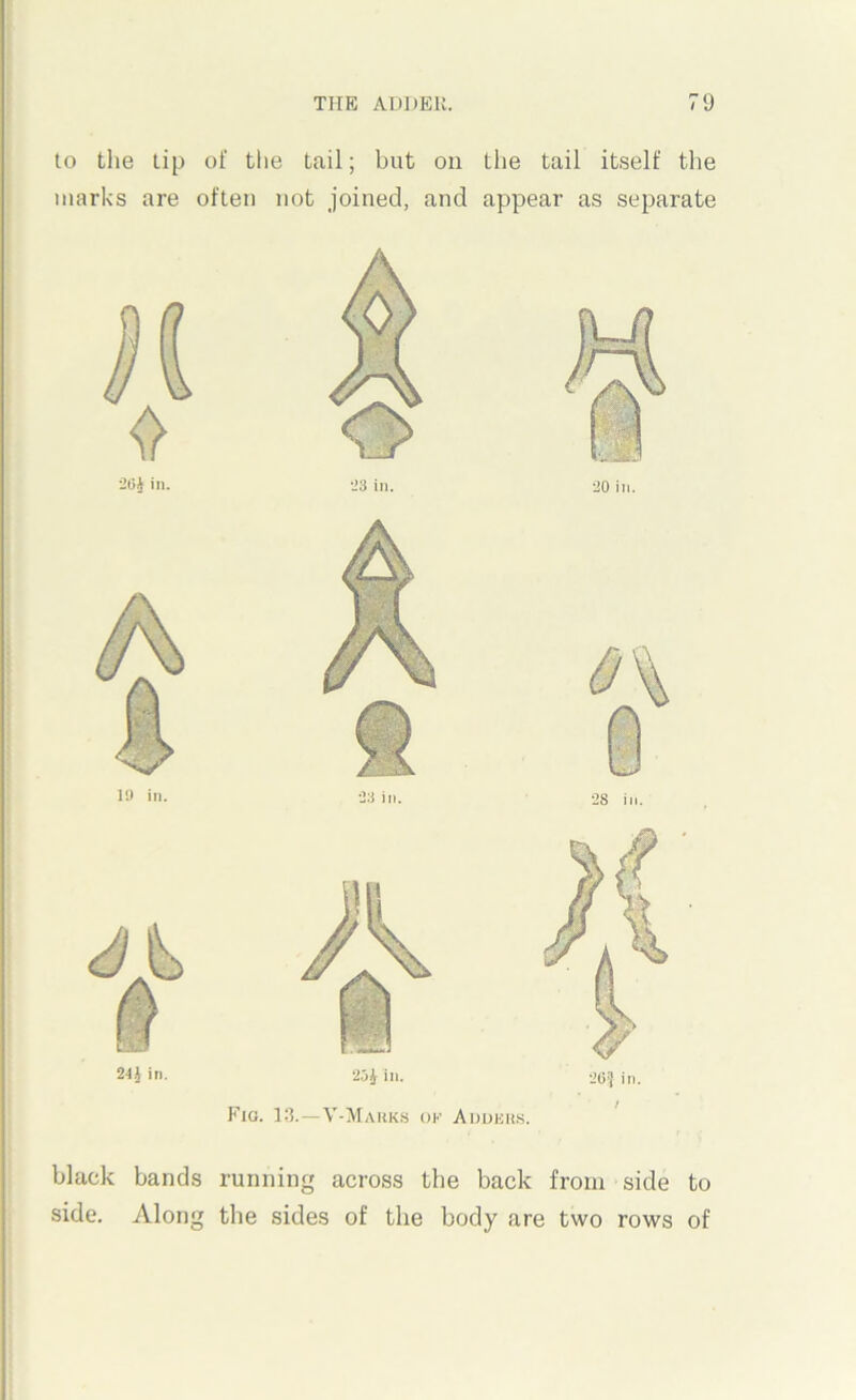 to the tip of tlie tail; but on the tail itself tlie marks are often not joined, and appear as separate 19 in. •33 ill. 28 ill. black bands running across the back from side to side. Along the sides of the body are two rows of