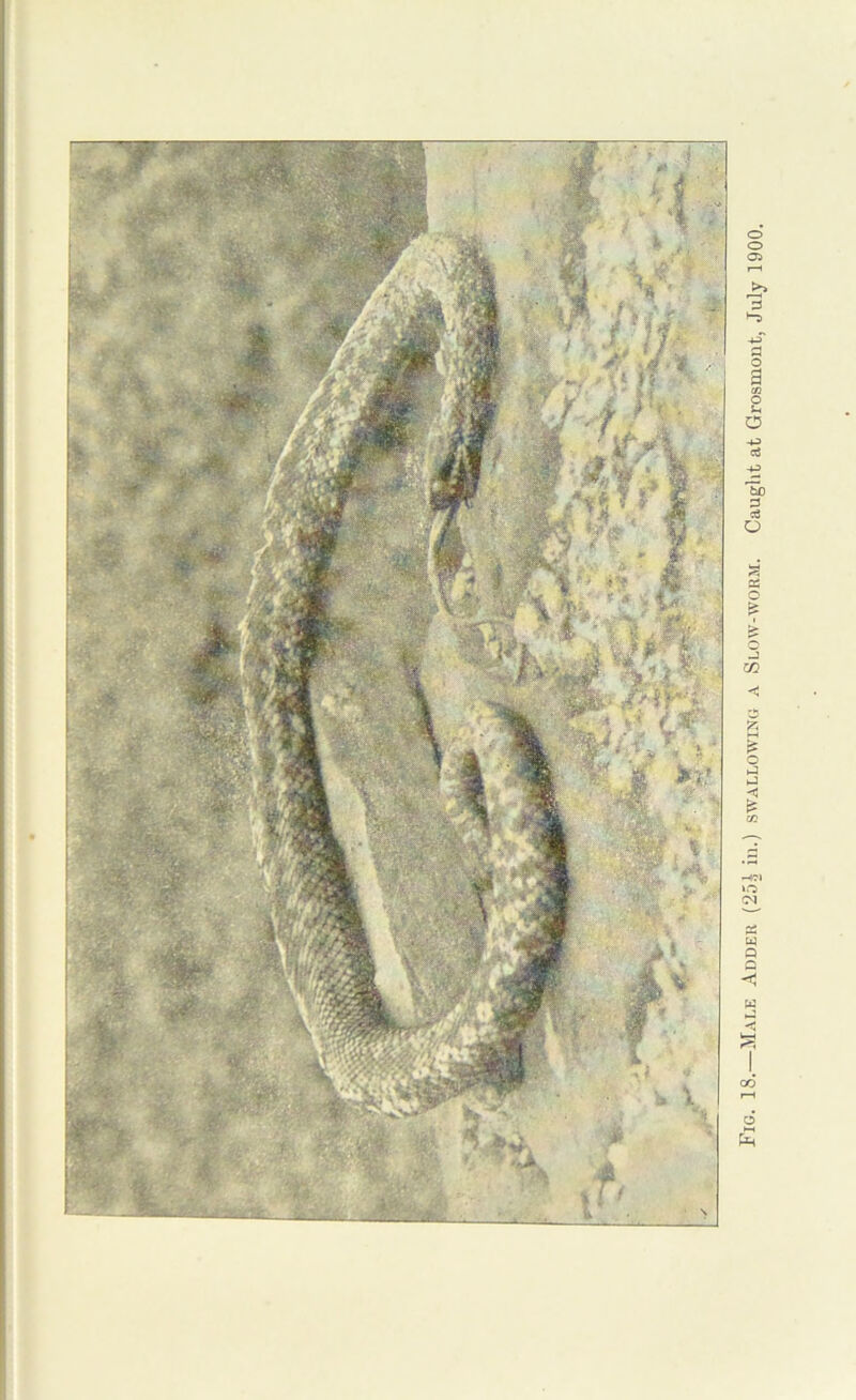 Fig. 18.—Male Adder (25A in.) swallowing a Slow-worm. Caught at Grosmout, July 1900.