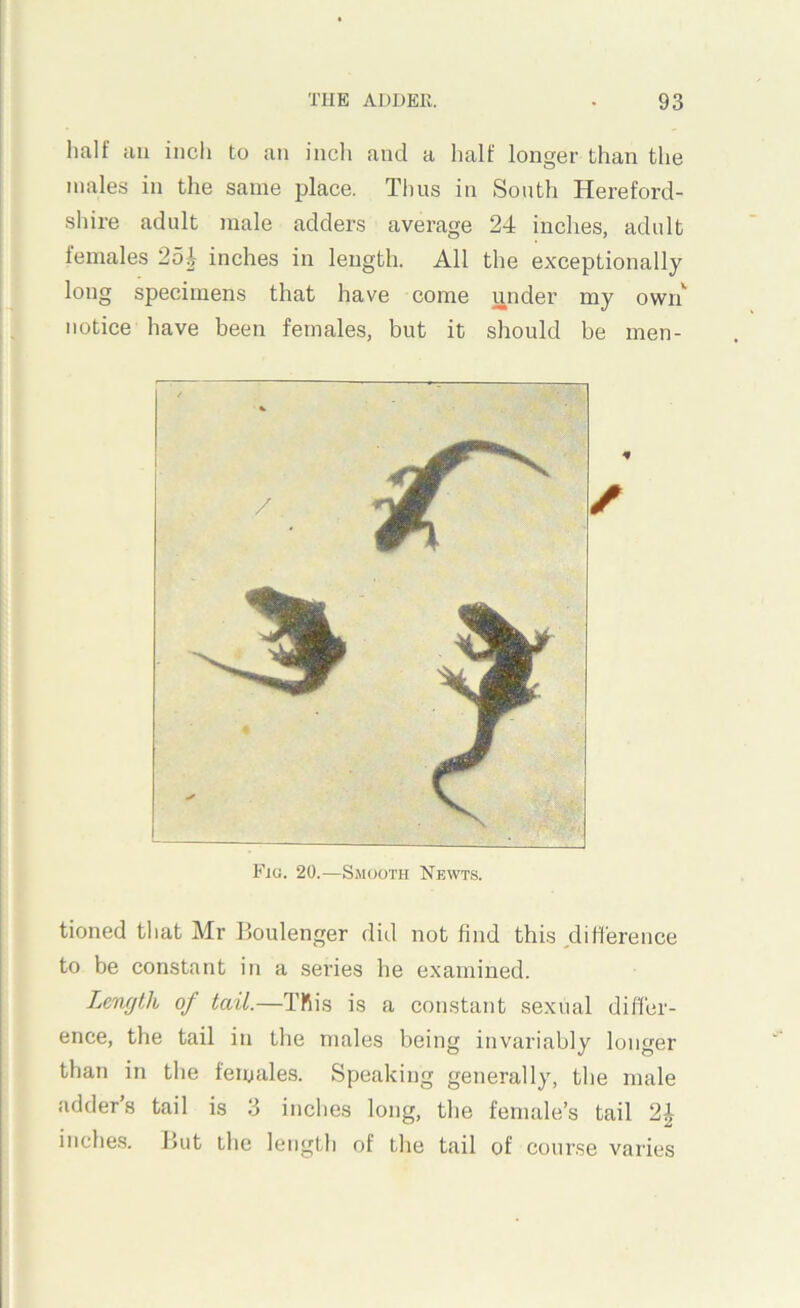half iiu inch to an incli and a half longer than the males in the same place. Tlius in South Hereford- shire adult male adders average 24 inches, adult females 2oh inches in length. All the exceptionally long specimens that have come under my own'^ notice have been females, but it should be men- Eia. 20.—Smooth Newts. tioned that Mr Boulenger did not find this difference to be constant in a sei’ies he examined. Length of tail.—TRis is a constant sexual differ- ence, the tail in the males being invariably longer than in the females. Speaking generally, the male adder’s tail is 3 inches long, the female’s tail 2^ inches. But the length of the tail of course varies