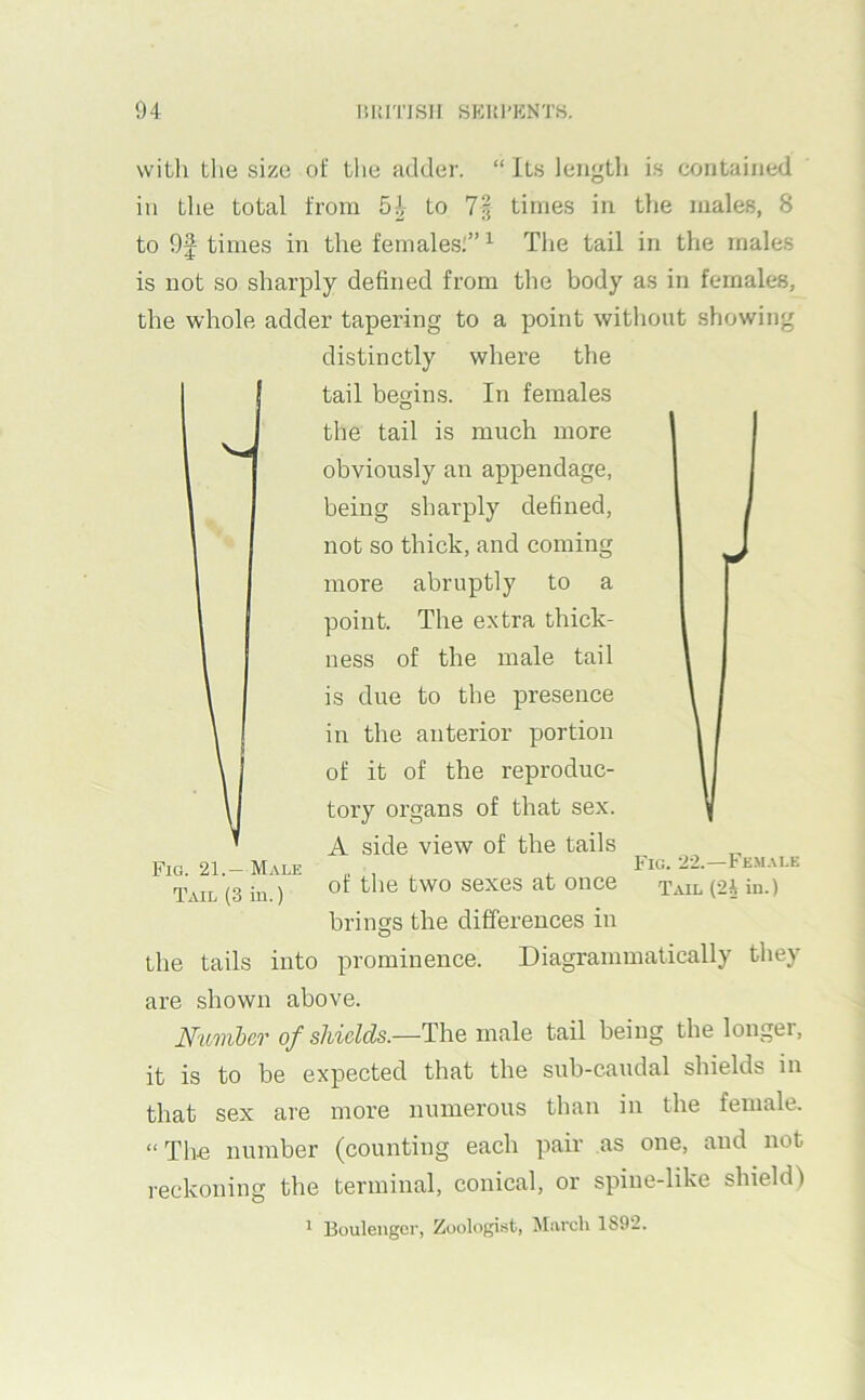 with tlie size of tlie adder. “Its length is contained in tlie total from 5i to 7| times in the males, 8 to 9f times in the females.'” ^ The tail in the males is not so sharply defined from the body as in females, the whole adder tapering to a point without showing distinctly where the tail begins. In females the tail is much more obviously an appendage, being sharply dehned, not so thick, and coming more abruptly to a point. The extra thick- ness of the male tail is due to the presence in the anterior portion of it of the reproduc- tory organs of that sex. A .side view of the tails of the two sexes at once brings the differences in O the tails into prominence. Diagrammatically they Fig. 21.— Male Tail (3 in.) Fig. 22.—Female Tail (24 in.) are shown above. Nuiiiber of shields.—The male tail being the longer, it is to be expected that the sub-caudal shields in that sex are more numerous than in the female. “The number (counting each pair as one, and not reckoning the terminal, conical, or spine-like shield) ^ Boulengcr, Zoologi.st, JIarch 1892.
