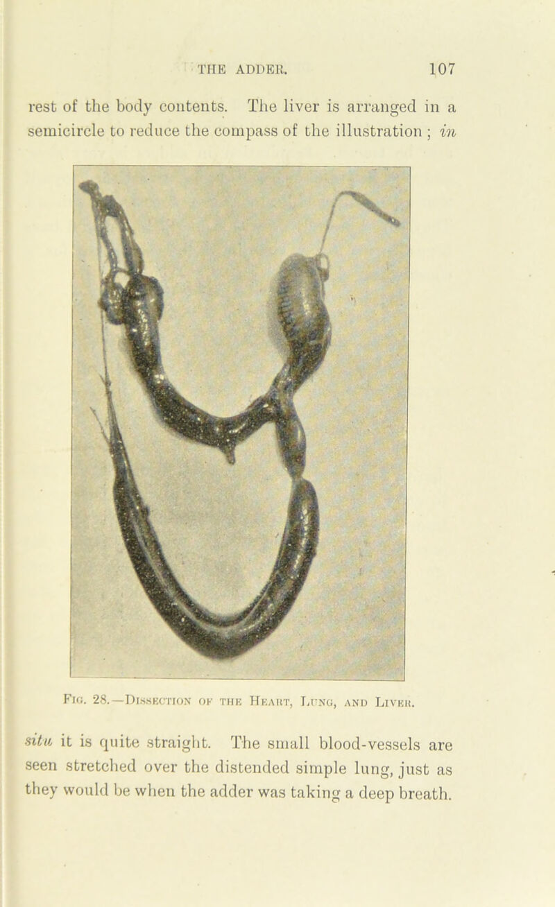 rest of the body contents. The liver is arranged in a semicircle to reduce the compass of the illustration ; in Fk;. 28.—nis.sECTioN ok the Heaht, Luno, and Liveu. situ it is quite straight. The small blood-vessels are seen stretched over the distended simple lung, just as they would be when the adder was taking a deep breath.