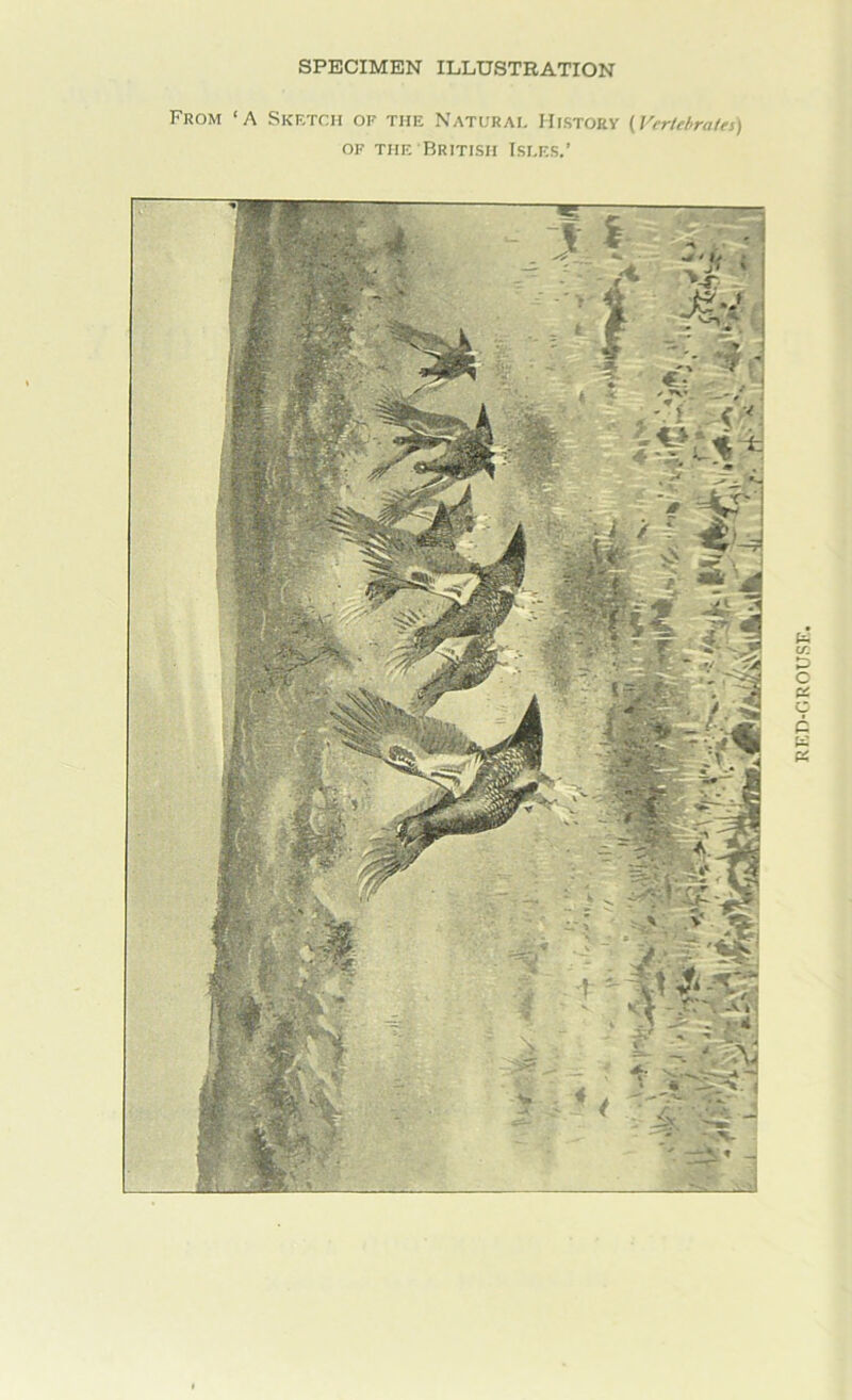 SPECIMEN ILLUSTRATION From ‘A Sketch oe the Naturai. History (I'crUhraies) OF THE British Isles.’ RKD-OROU.'iF.