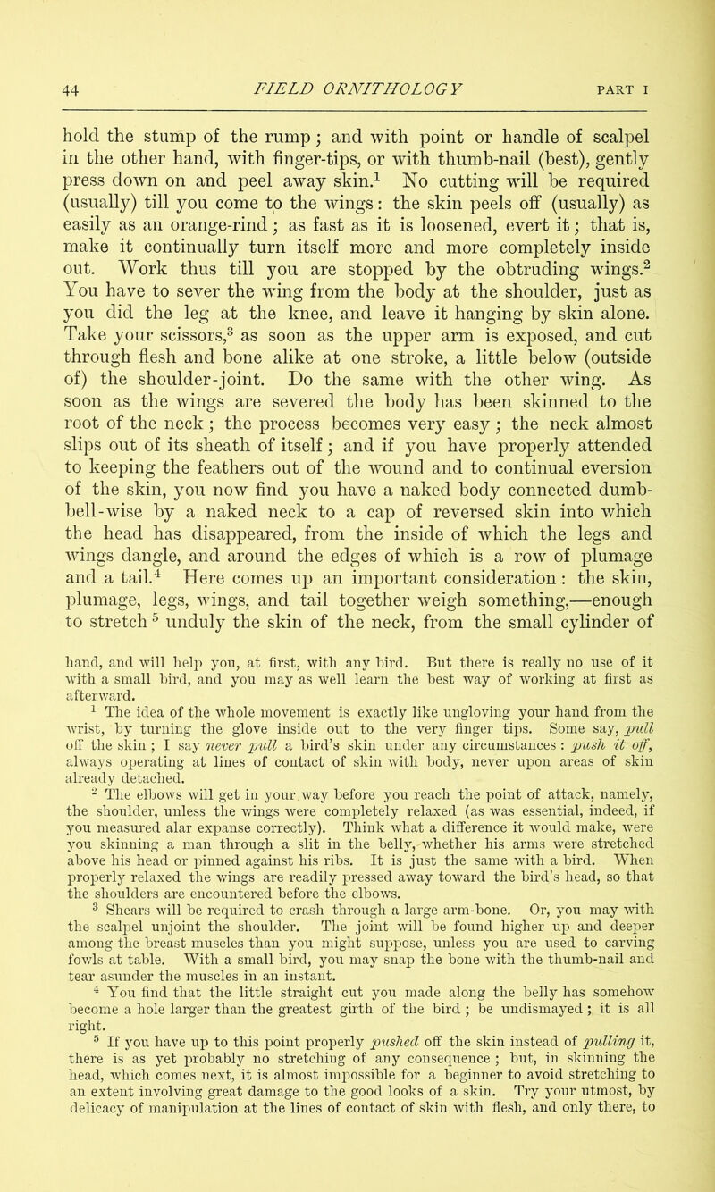 hold the stump of the rump; and with point or handle of scalpel in the other hand, with finger-tips, or with thumb-nail (best), gently press down on and peel away skind No cutting will be required (usually) till you come to the wings: the skin peels off (usually) as easily as an orange-rind; as fast as it is loosened, evert it; that is, make it continually turn itself more and more completely inside out. Work thus till you are stopped by the obtruding wings.^ You have to sever the wing from the body at the shoulder, just as you did the leg at the knee, and leave it hanging by skin alone. Take your scissors,^ as soon as the upper arm is exposed, and cut through flesh and bone alike at one stroke, a little below (outside of) the shoulder-joint. Do the same with the other wing. As soon as the wings are severed the body has been skinned to the root of the neck; the process becomes very easy ; the neck almost slips out of its sheath of itself; and if you have properly attended to keeping the feathers out of the wound and to continual eversion of the skin, you now find you have a naked body connected dumb- bell-wise by a naked neck to a cap of reversed skin into which the head has disappeared, from the inside of which the legs and wings dangle, and around the edges of which is a row of plumage and a tail.^ Here comes up an important consideration: the skin, plumage, legs, wings, and tail together weigh something,—enough to stretch ^ unduly the skin of the neck, from the small cylinder of hand, and will help you, at first, with any bird. But there is really no use of it with a small bird, and you may as well learn the best way of working at first as afterward. ^ The idea of the whole movement is exactly like ungloving your hand from the wrist, by turning the glove inside out to the very finger tips. Some say, pull off the skin ; I say never pull a bird’s skin under any circumstances : push it off, always operating at lines of contact of skin with body, never upon areas of skin already detached. ^ The elbows will get in your, way before you reach the point of attack, namely, the shoulder, unless the wings were completely relaxed (as was essential, indeed, if you measured alar expanse correctly). Think what a difference it would make, were you skinning a man through a slit in the belly, whether his arms were stretched above his head or pinned against his ribs. It is just the same with a bird. When properly relaxed the wings are readily pressed away toward the bird’s head, so that the shoulders are encountered before the elbows. ^ Shears will be required to crash through a large arm-bone. Or, you may with the scalpel unjoint the shoulder. The joint will be found higher up and deeper among the breast muscles than you might suppose, unless you are used to carving fowls at table. With a small bird, you may snap the bone with the thumb-nail and tear asunder the muscles in an instant. You find that the little straight cut you made along the belly has somehow become a hole larger than the greatest girth of the bird ; be undismayed; it is all right. ^ If you have up to this point properly pushed off the skin instead of pulling it, there is as yet probably no stretching of any consequence ; but, in skinning the head, which comes next, it is almost impossible for a beginner to avoid stretching to an extent involving great damage to the good looks of a skin. Try your utmost, by delicacy of manipulation at the lines of contact of skin with flesh, and only there, to