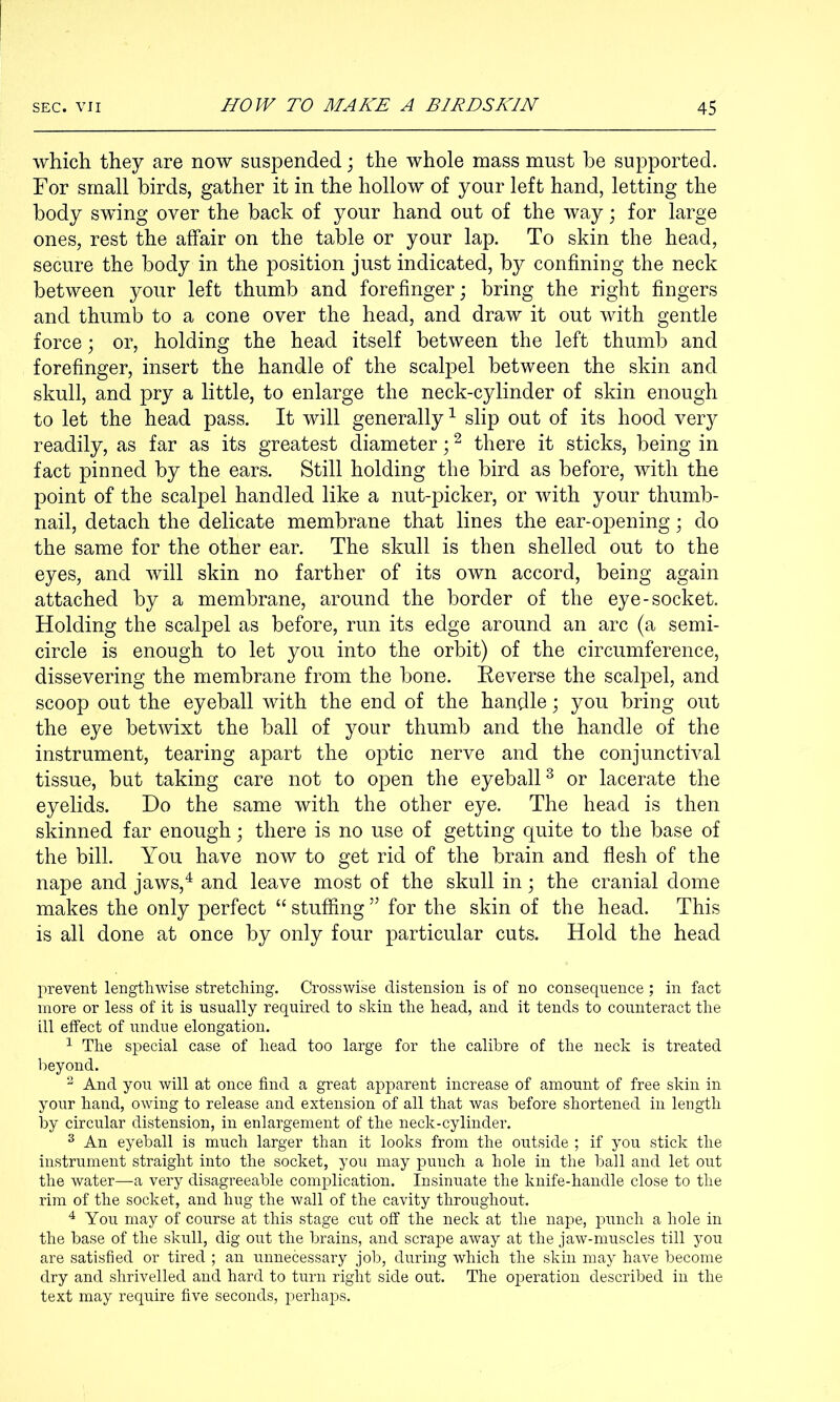 which they are now suspended; the whole mass must be supported. For small birds, gather it in the hollow of your left hand, letting the body swing over the back of your hand out of the way; for large ones, rest the affair on the table or your lap. To skin the head, secure the body in the position just indicated, by confining the neck between your left thumb and forefinger; bring the right fingers and thumb to a cone over the head, and draw it out with gentle force; or, holding the head itself between the left thumb and forefinger, insert the handle of the scalpel between the skin and skull, and pry a little, to enlarge the neck-cylinder of skin enough to let the head pass. It will generally^ slip out of its hood very readily, as far as its greatest diameter; ^ there it sticks, being in fact pinned by the ears. Still holding the bird as before, with the point of the scalpel handled like a nut-picker, or with your thumb- nail, detach the delicate membrane that lines the ear-opening; do the same for the other ear. The skull is then shelled out to the eyes, and will skin no farther of its own accord, being again attached by a membrane, around the border of the eye-socket. Holding the scalpel as before, run its edge around an arc (a semi- circle is enough to let you into the orbit) of the circumference, dissevering the membrane from the bone. Eeverse the scalpel, and scoop out the eyeball with the end of the handle; you bring out the eye betwixt the ball of your thumb and the handle of the instrument, tearing apart the o]Dtic nerve and the conjunctival tissue, but taking care not to open the eyeball^ or lacerate the eyelids. Do the same with the other eye. The head is then skinned far enough; there is no use of getting quite to the base of the bill. You have now to get rid of the brain and fiesh of the nape and jaws,^ and leave most of the skull in; the cranial dome makes the only perfect “ stuffing ” for the skin of the head. This is all done at once by only four particular cuts. Hold the head prevent lengthwise stretching. Crosswise distension is of no consequence; in fact more or less of it is usually required to skin the head, and it tends to counteract the ill effect of undue elongation. ^ The special case of head too large for the calibre of the neck is treated beyond. ^ And you will at once find a great apparent increase of amount of free skin in your hand, owing to release and extension of all that was before shortened in length by circular distension, in enlargement of the neck-cylinder. ^ An eyeball is much larger than it looks from the outside ; if you stick the instrument straight into the socket, you may punch a hole in the ball and let out the water—a very disagreeable complication. Insinuate the knife-handle close to the rim of the socket, and hug the wall of the cavity throughout. You may of course at this stage cut off the neck at the nape, punch a hole in the base of the skull, dig out the brains, and scrape away at the jaw-muscles till you are satisfied or tired ; an unnecessary job, during which the skin may have become dry and shrivelled and hard to turn right side out. The operation described in the text may require five seconds, perhaps.