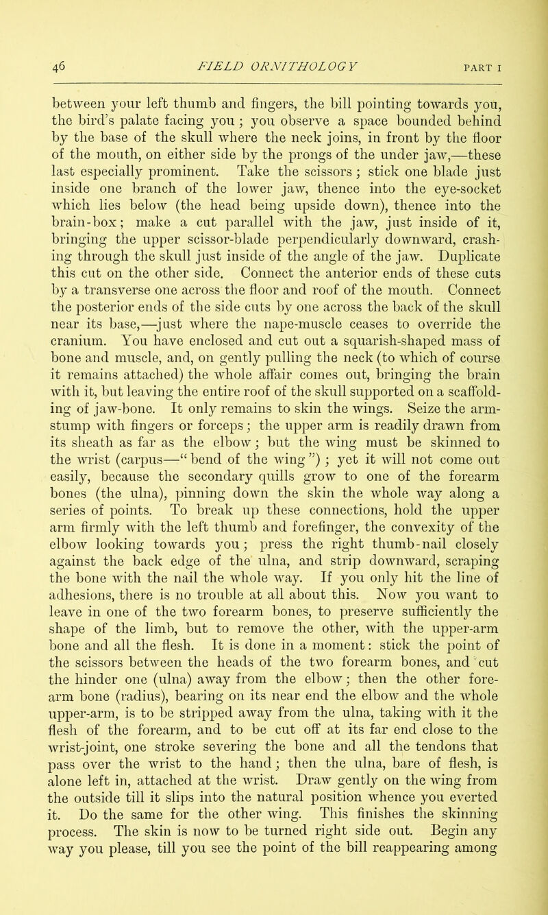 between your left thumb and fingers, the bill pointing towards you, the bird’s palate facing you; you observe a space bounded behind by the base of the skull where the neck joins, in front by the floor of the mouth, on either side by the prongs of the under jaw,—these last especially prominent. Take the scissors; stick one blade just inside one branch of the lower jaw, thence into the eye-socket which lies below (the head being upside down), thence into the brain-box; make a cut parallel with the jaw, just inside of it, bringing the upper scissor-blade perpendicularly downward, crash- ing through the skull just inside of the angle of the jaw. Duplicate this cut on the other side. Connect the anterior ends of these cuts by a transverse one across the floor and roof of the mouth. Connect the posterior ends of the side cuts by one across the back of the skull near its base,—^just where the nape-muscle ceases to override the cranium. You have enclosed and cut out a squarish-shaped mass of bone and muscle, and, on gently pulling the neck (to which of course it remains attached) the whole affair comes out, bringing the brain with it, but leaving the entire roof of the skull supported on a scaffold- ing of jaw-bone. It only remains to skin the wings. Seize the arm- stump with fingers or forceps; the upper arm is readily drawn from its sheath as far as the elbow; but the wing must be skinned to the wrist (carpus—“ bend of the wing ”); yet it will not come out easily, because the secondary quills grow to one of the forearm bones (the ulna), pinning down the skin the whole way along a series of points. To break up these connections, hold the upper arm firmly with the left thumb and forefinger, the convexity of the elbow looking towards you; press the right thumb-nail closely against the back edge of the ulna, and strip downward, scraping the bone with the nail the whole way. If you only hit the line of adhesions, there is no trouble at all about this. Now you want to leave in one of the two forearm bones, to preserve sufficiently the shape of the limb, but to remove the other, with the upper-arm bone and all the flesh. It is done in a moment: stick the point of the scissors between the heads of the two forearm bones, and cut the hinder one (ulna) away from the elbow; then the other fore- arm bone (radius), bearing on its near end the elbow and the whole upper-arm, is to be stripped away from the ulna, taking with it the flesh of the forearm, and to be cut off at its far end close to the wrist-joint, one stroke severing the bone and all the tendons that pass over the wrist to the hand; then the ulna, bare of flesh, is alone left in, attached at the wrist. Draw gently on the wing from the outside till it slips into the natural position whence you everted it. Do the same for the other wing. This finishes the skinning process. The skin is now to be turned right side out. Begin any way you please, till you see the point of the bill reappearing among