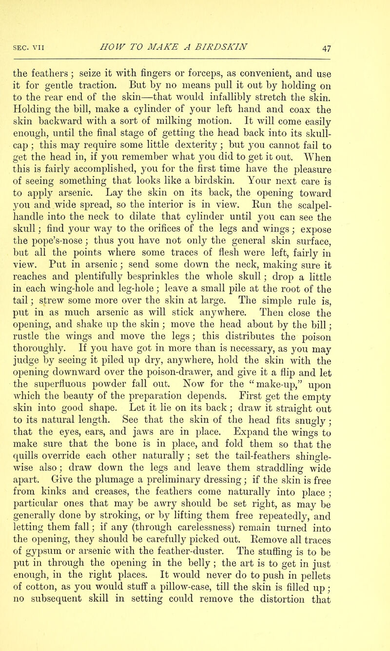 the feathers; seize it with fingers or forceps, as convenient, and use it for gentle traction. But by no means pull it out by holding on to the rear end of the skin—that would infallibly stretch the skin. Holding the bill, make a cylinder of your left hand and coax the skin backward with a sort of milking motion. It will come easily enough, until the final stage of getting the head back into its skull- cap ; this may require some little dexterity; but you cannot fail to get the head in, if you remember what you did to get it out. When this is fairly accomplished, you for the first time have the pleasure of seeing something that looks like a birdskin. Your next care is to apply arsenic. Lay the skin on its back, the opening toward you and wide spread, so the interior is in view. Bun the scalpel- handle into the neck to dilate that cylinder until you can see the skull; find your way to the orifices of the legs and wings; expose the pope’s-nose; thus you have not only the general skin surface, but all the points where some traces of flesh were left, fairly in view. Put in arsenic; send some down the neck, making sure it reaches and plentifully besprinkles the whole skull; drop a little in each wing-hole and leg-hole; leave a small pile at the root of the tail; strew some more over the skin at large. The simple rule is, put in as much arsenic as will stick anywhere. Then close the opening, and shake up the skin; move the head about by the bill; rustle the wings and move the legs; this distributes the poison thoroughly. If you have got in more than is necessary, as you may judge by seeing it piled up dry, anywhere, hold the skin with the opening downward over the poison-drawer, and give it a flip and let the superfluous powder fall out. Now for the “make-up,” upon which the beauty of the preparation depends. First get the empty skin into good shape. Let it lie on its back; draw it straight out to its natural length. See that the skin of the head fits snugly; that the eyes, ears, and jaws are in j^lace. Expand the wings to make sure that the bone is in place, and fold them so that the quills override each other naturally; set the tail-feathers shingle- wise also; draw down the legs and leave them straddling wide apart. Give the plumage a preliminary dressing; if the skin is free from kinks and creases, the feathers come naturally into place ; particular ones that may be awry should be set right, as may be generally done by stroking, or by lifting them free repeatedly, and letting them fall; if any (through carelessness) remain turned into the opening, they should be carefully picked out. Eemove all traces of gypsum or arsenic with the feather-duster. The stuffing is to be put in through the opening in the belly ; the art is to get in just enough, in the right places. It would never do to push in pellets of cotton, as you would stuff a pillow-case, till the skin is filled up; no subsequent skill in setting could remove the distortion that