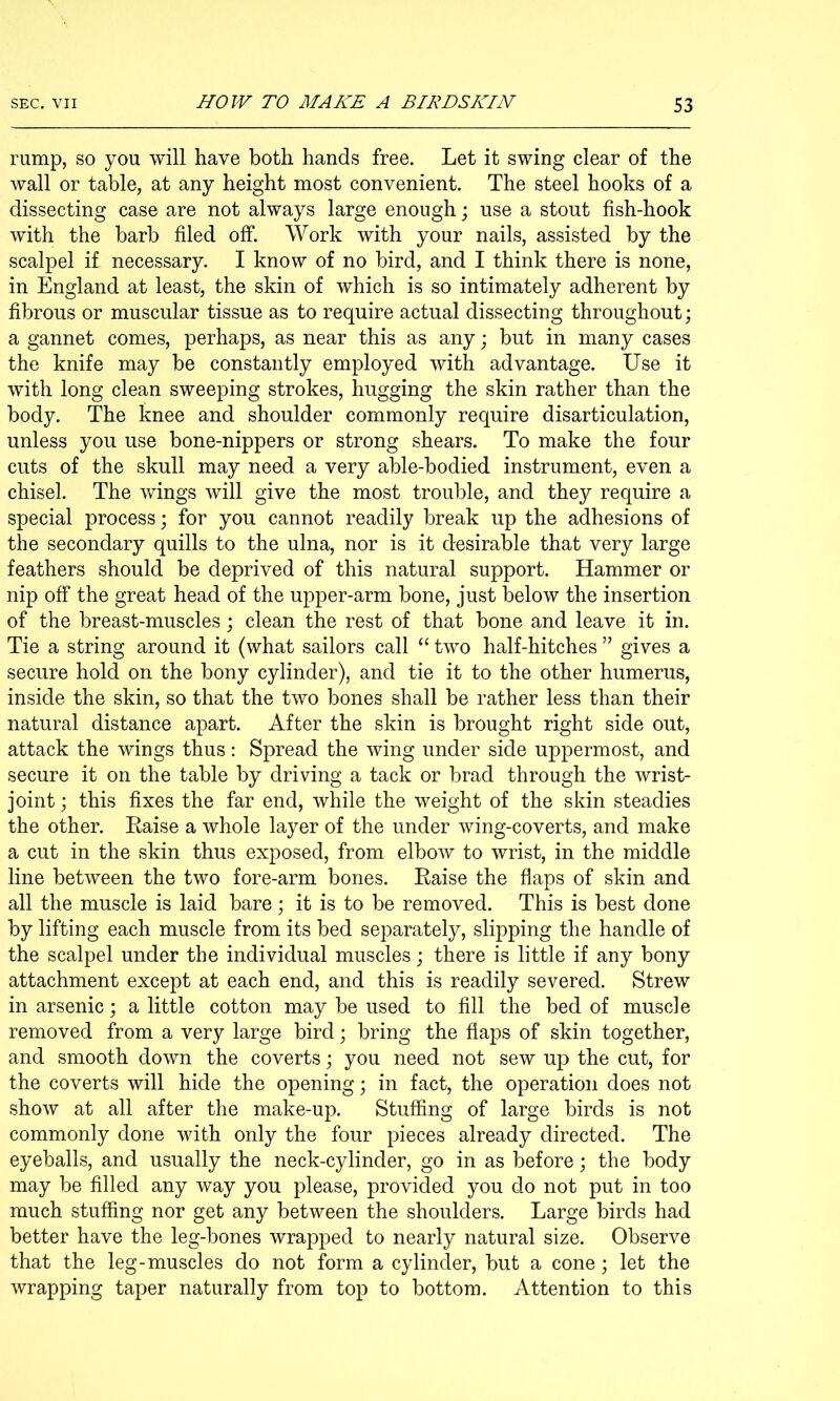 rump, so you will have both hands free. Let it swing clear of the wall or table, at any height most convenient. The steel hooks of a dissecting case are not always large enough j use a stout fish-hook with the barb filed off. Work with your nails, assisted by the scalpel if necessary. I know of no bird, and I think there is none, in England at least, the skin of which is so intimately adherent by fibrous or muscular tissue as to require actual dissecting throughout; a gannet comes, perhaps, as near this as any; but in many cases the knife may be constantly employed with advantage. Use it with long clean sweeping strokes, hugging the skin rather than the body. The knee and shoulder commonly require disarticulation, unless you use bone-nippers or strong shears. To make the four cuts of the skull may need a very able-bodied instrument, even a chisel. The wings will give the most trouble, and they require a special process; for you cannot readily break up the adhesions of the secondary quills to the ulna, nor is it desirable that very large feathers should be deprived of this natural support. Hammer or nip off the great head of the upper-arm bone, just below the insertion of the breast-muscles; clean the rest of that bone and leave it in. Tie a string around it (what sailors call “ two half-hitches ” gives a secure hold on the bony cylinder), and tie it to the other humerus, inside the skin, so that the two bones shall be rather less than their natural distance apart. After the skin is brought right side out, attack the wings thus; Spread the wing under side uppermost, and secure it on the table by driving a tack or brad through the wrist- joint ; this fixes the far end, while the weight of the skin steadies the other. Eaise a whole layer of the under wing-coverts, and make a cut in the skin thus exposed, from elbow to wrist, in the middle line between the two fore-arm bones. Eaise the flaps of skin and all the muscle is laid bare; it is to be removed. This is best done by lifting each muscle from its bed separately, slipping the handle of the scalpel under the individual muscles; there is little if any bony attachment except at each end, and this is readily severed. Strew in arsenic; a little cotton may be used to fill the bed of muscle removed from a very large bird; bring the flaps of skin together, and smooth down the coverts; you need not sew up the cut, for the coverts will hide the opening; in fact, the operation does not show at all after the make-up. Stuffing of large birds is not commonly done with only the four pieces already directed. The eyeballs, and usually the neck-cylinder, go in as before; the body may be filled any way you please, provided you do not put in too much stufiing nor get any between the shoulders. Large birds had better have the leg-bones wrapped to nearly natural size. Observe that the leg-muscles do not form a cylinder, but a cone; let the wrapping taper naturally from top to bottom. Attention to this