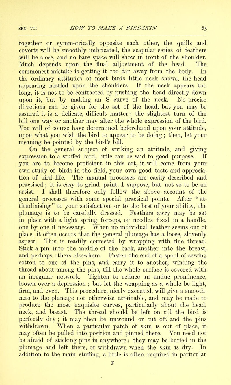 together or symmetrically opposite each other, the quills and coverts will he smoothly imbricated, the scapular series of feathers will lie close, and no bare space will show in front of the shoulder. Much depends upon the final adjustment of the head. The commonest mistake is getting it too far away from the body. In the ordinary attitudes of most birds little neck shows, the head appearing nestled upon the shoulders. If the neck appears too long, it is not to be contracted by pushing the head directly down upon it, but by making an S curve of the neck. No precise directions can be given for the set of the head, but you may be assured it is a delicate, difficult matter; the slightest turn of the bill one way or another may alter the whole expression of the bird. You will of course have determined beforehand upon your attitude, upon what you wish the bird to appear to be doing; then, let your meaning be pointed by the bird’s bill. On the general subject of striking an attitude, and giving expression to a stuffed bird, little can be said to good purpose. If you are to become proficient in this art, it will come from your own study of birds in the field, your own good taste and apprecia- tion of bird-life. The manual processes are easily described and practised; it is easy to grind paint, I suppose, but not so to be an artist. I shall therefore only follow the above account of the general processes with some special practical points. After “at- titudinising ” to your satisfaction, or to the best of your ability, the plumage is to be carefully dressed. Feathers awry may be set in place with a light spring forceps, or needles fixed in a handle, one by one if necessary. When no individual feather seems out of place, it often occurs that the general plumage has a loose, slovenly aspect. This is readily corrected by wrapping with fine thread. Stick a pin into the middle of the back, another into the breast, and perhaps others elsewhere. Fasten the end of a spool of sewing cotton to one of the pins, and carry it to another, winding the thread about among the pins, till the whole surface is covered with an irregular network. Tighten to reduce an undue prominence, loosen over a depression; but let the wrapping as a whole be light, firm, and even. This procedure, nicely executed, will give a smooth- ness to the plumage not otherwise attainable, and may be made to produce the most exquisite curves, particularly about the head, neck, and breast. The thread should be left on till the bird is perfectly dry; it may then be unwound or cut off, and the pins withdrawn. When a particular patch of skin is out of place, it may often be pulled into position and pinned there. You need not be afraid of sticking pins in anywhere : they may be buried in the plumage and left there, or withdrawn when the skin is dry. In addition to the main stuffing, a little is often required in particular