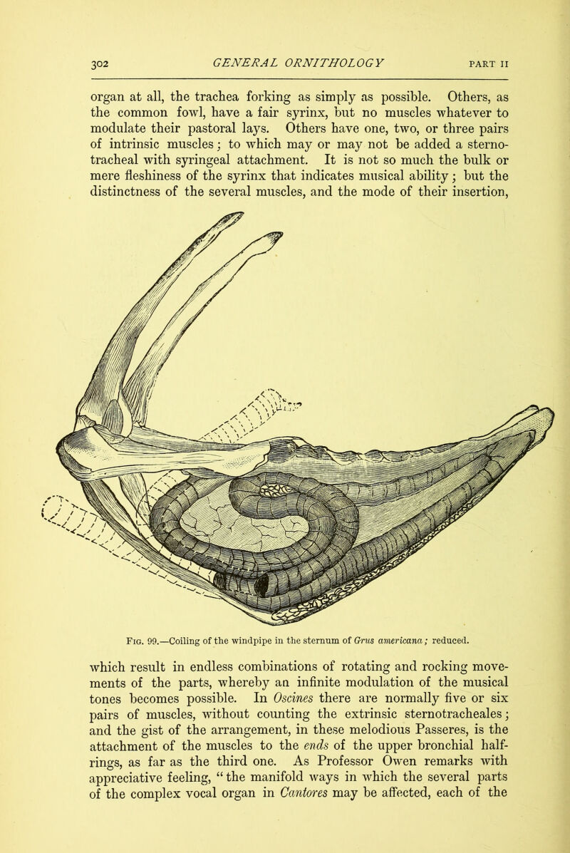 organ at all, the trachea forking as simply as possible. Others, as the common fowl, have a fair syrinx, but no muscles whatever to modulate their pastoral lays. Others have one, two, or three pairs of intrinsic muscles; to which may or may not be added a sterno- tracheal with syringeal attachment. It is not so much the bulk or mere fleshiness of the syrinx that indicates musical ability; but the distinctness of the several muscles, and the mode of their insertion. Fig. 99.—Coiling of the windpipe in the sternum of Grns americana ; reduced. which result in endless combinations of rotating and rocking move- ments of the parts, whereby an infinite modulation of the musical tones becomes possible. In Oscines there are normally five or six pairs of muscles, without counting the extrinsic sternotracheales; and the gist of the arrangement, in these melodious Passeres, is the attachment of the muscles to the ends of the upper bronchial half- rings, as far as the third one. As Professor Owen remarks with appreciative feeling, “ the manifold ways in which the several parts of the complex vocal organ in Cantores may be affected, each of the