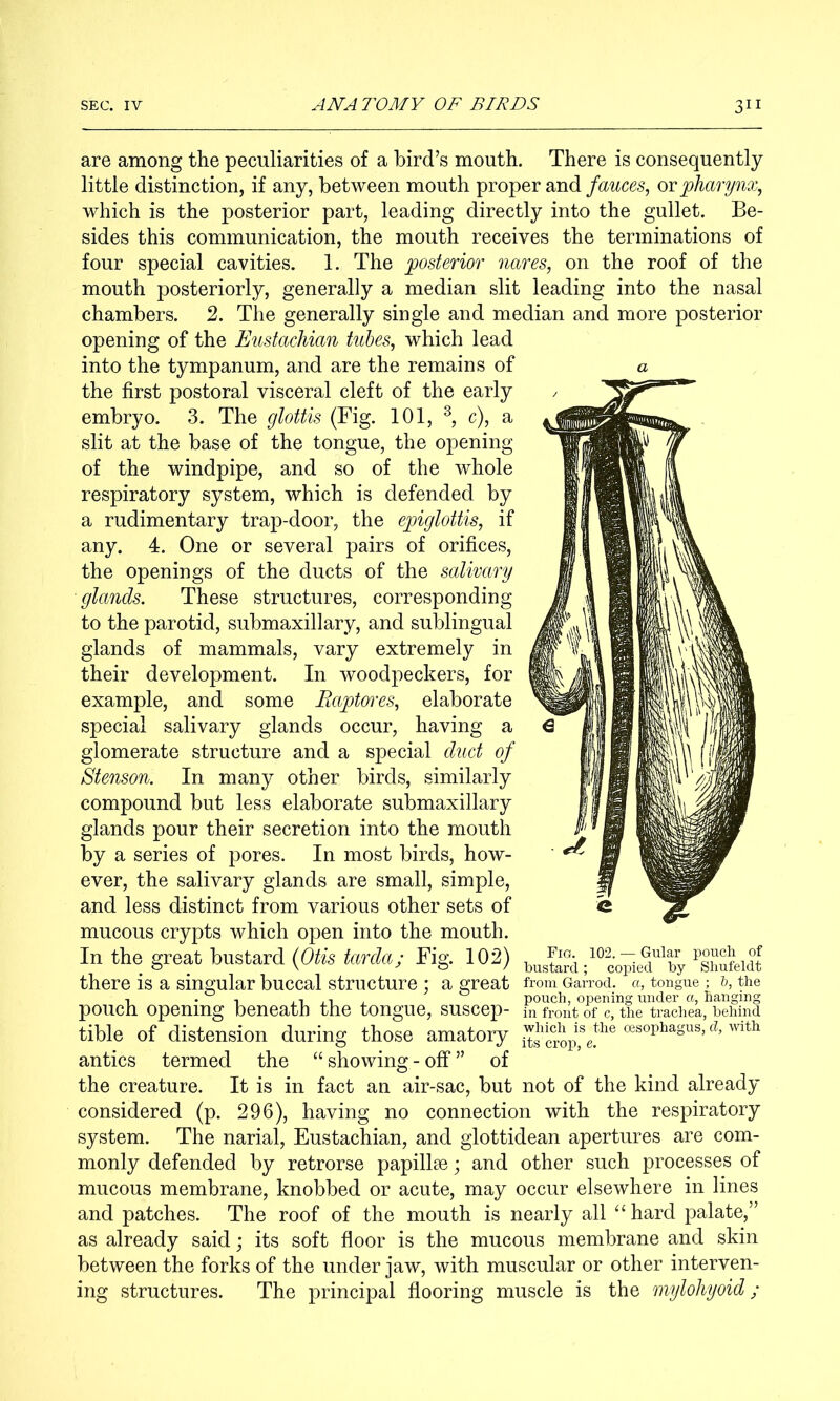 are among the peculiarities of a bird’s mouth. There is consequently little distinction, if any, between mouth proper and fauces, or pharynx, which is the posterior part, leading directly into the gullet. Be- sides this communication, the mouth receives the terminations of four special cavities. 1. The posterior nares, on the roof of the mouth posteriorly, generally a median slit leading into the nasal chambers. 2. The generally single and median and more posterior opening of the Eustachian tubes, which lead into the tympanum, and are the remains of the first postoral visceral cleft of the early embryo. 3. The glottis (Fig. 101, c), a slit at the base of the tongue, the opening of the windpipe, and so of the whole respiratory system, which is defended by a rudimentary trap-door, the epiglottis, if any. 4. One or several pairs of orifices, the openings of the ducts of the salivary glands. These structures, corresponding to the parotid, submaxillary, and sublingual glands of mammals, vary extremely in their development. In woodpeckers, for example, and some Raptores, elaborate special salivary glands occur, having a glomerate structure and a special duct of Stenson. In many other birds, similarly compound but less elaborate submaxillary glands pour their secretion into the mouth by a series of pores. In most birds, how- ever, the salivary glands are small, simple, and less distinct from various other sets of mucous crypts which open into the mouth. In the great bustard {Otis tarda; Fig. 102) there is a singular buccal structure ; a great from Gah’od. a, tongue; &, the pouch opening beneath the tongue, suscep- in front of c, the trachea, behind tible of distension during those amatory oesophagus, a, with antics termed the “ showing - off ” of the creature. It is in fact an air-sac, but not of the kind already considered (p. 296), having no connection with the respiratory system. The narial, Eustachian, and glottidean apertures are com- monly defended by retrorse papillae; and other such processes of mucous membrane, knobbed or acute, may occur elsewhere in lines and patches. The roof of the mouth is nearly all “hard palate,” as already said; its soft floor is the mucous membrane and skin between the forks of the under jaw, with muscular or other interven- ing structures. The principal flooring muscle is the mylohyoid; Fig. 102. — Gular pouch of bustard; copied by Shufeldt