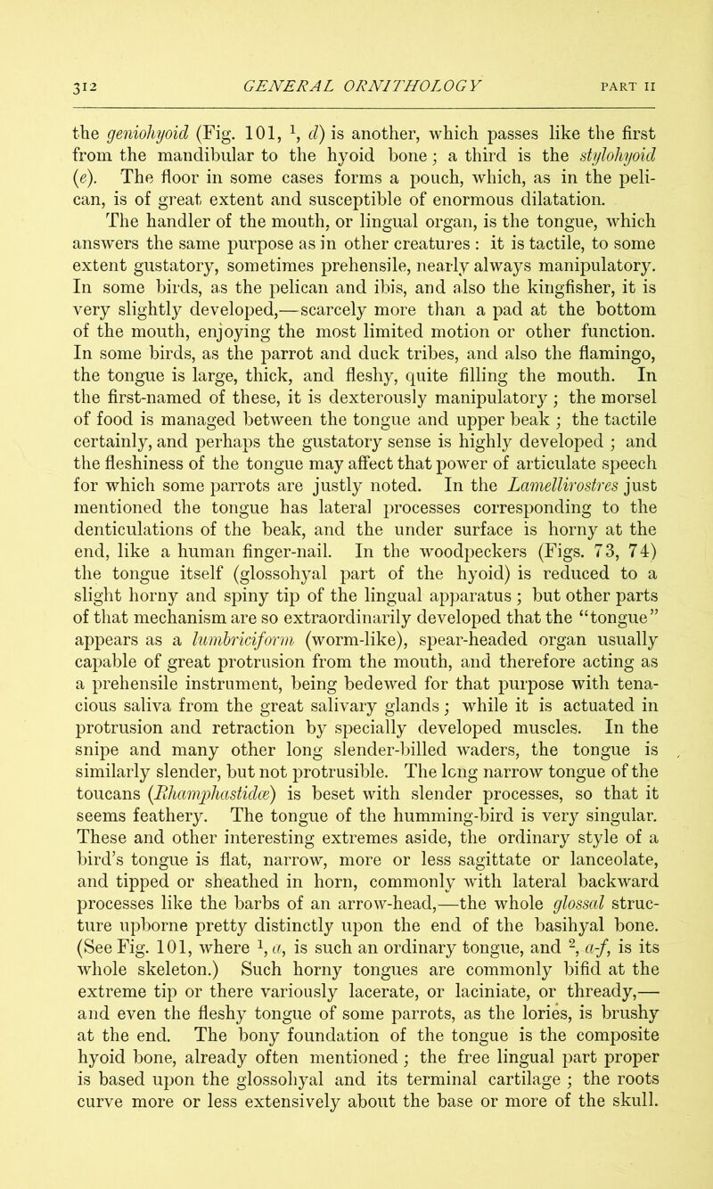 the geniohyoid (Fig. 101, t/) is another, which passes like the first from the mandibular to the hyoid bone; a third is the stylohyoid {e). The floor in some cases forms a pouch, which, as in the peli- can, is of great extent and susceptible of enormous dilatation. The handler of the mouth, or lingual organ, is the tongue, which answers the same purpose as in other creatures : it is tactile, to some extent gustatory, sometimes prehensile, nearly always manipulatory. In some birds, as the pelican and ibis, and also the kingfisher, it is very slightly developed,—scarcely more than a pad at the bottom of the mouth, enjoying the most limited motion or other function. In some birds, as the parrot and duck tribes, and also the flamingo, the tongue is large, thick, and fleshy, quite filling the mouth. In the first-named of these, it is dexterously manipulatory ; the morsel of food is managed between the tongue and upper beak ; the tactile certainly, and perhaps the gustatory sense is highly developed ; and the fleshiness of the tongue may affect that power of articulate speech for which some parrots are justly noted. In the Lamellirostres just mentioned the tongue has lateral processes corresponding to the denticulations of the beak, and the under surface is horny at the end, like a human finger-nail. In the woodpeckers (Figs. 73, 74) the tongue itself (glossohyal part of the hyoid) is reduced to a slight horny and spiny tip of the lingual apparatus ; but other parts of that mechanism are so extraordinarily developed that the “tongue” appears as a lumbriciform (worm-like), spear-headed organ usually capable of great protrusion from the mouth, and therefore acting as a prehensile instrument, being bedewed for that purpose with tena- cious saliva from the great salivary glands; while it is actuated in protrusion and retraction by specially developed muscles. In the snipe and many other long slender-billed waders, the tongue is similarly slender, but not protrusible. The long narrow tongue of the toucans {Rhamphastidce) is beset with slender processes, so that it seems feathery. The tongue of the humming-bird is very singular. These and other interesting extremes aside, the ordinary style of a bird’s tongue is flat, narrow, more or less sagittate or lanceolate, and tipped or sheathed in horn, commonly with lateral backward processes like the barbs of an arrow-head,—the whole glossal struc- ture upborne pretty distinctly upon the end of the basihyal bone. (See Fig. 101, where i, a, is such an ordinary tongue, and a-f, is its whole skeleton.) Such horny tongues are commonly bifid at the extreme tip or there variously lacerate, or laciniate, or thready,— and even the fleshy tongue of some parrots, as the lories, is brushy at the end. The bony foundation of the tongue is the composite hyoid bone, already often mentioned; the free lingual part proper is based upon the glossohyal and its terminal cartilage ; the roots curve more or less extensively about the base or more of the skull.